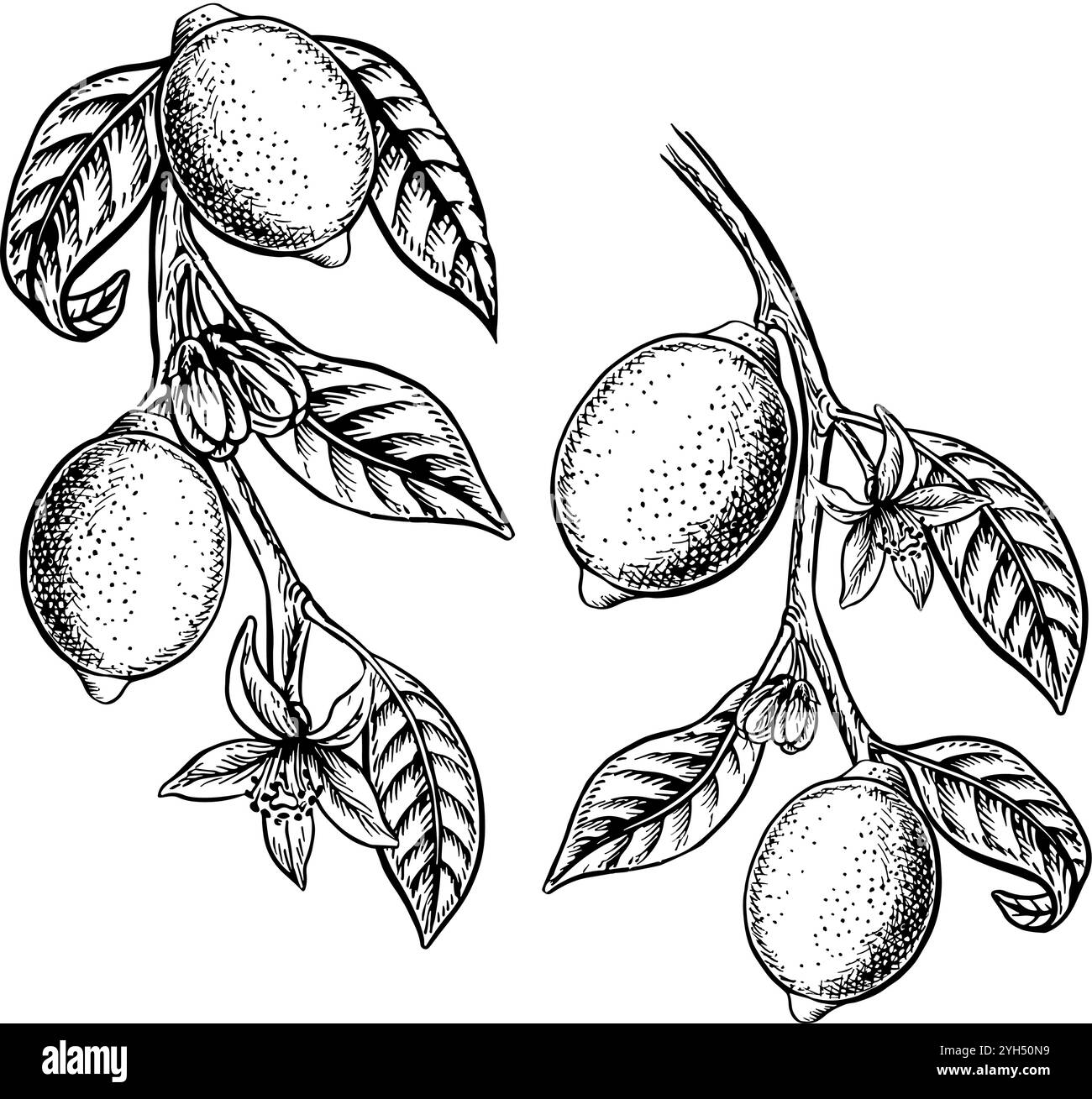 Tree lemon Black and White Stock Photos & Images - Alamy