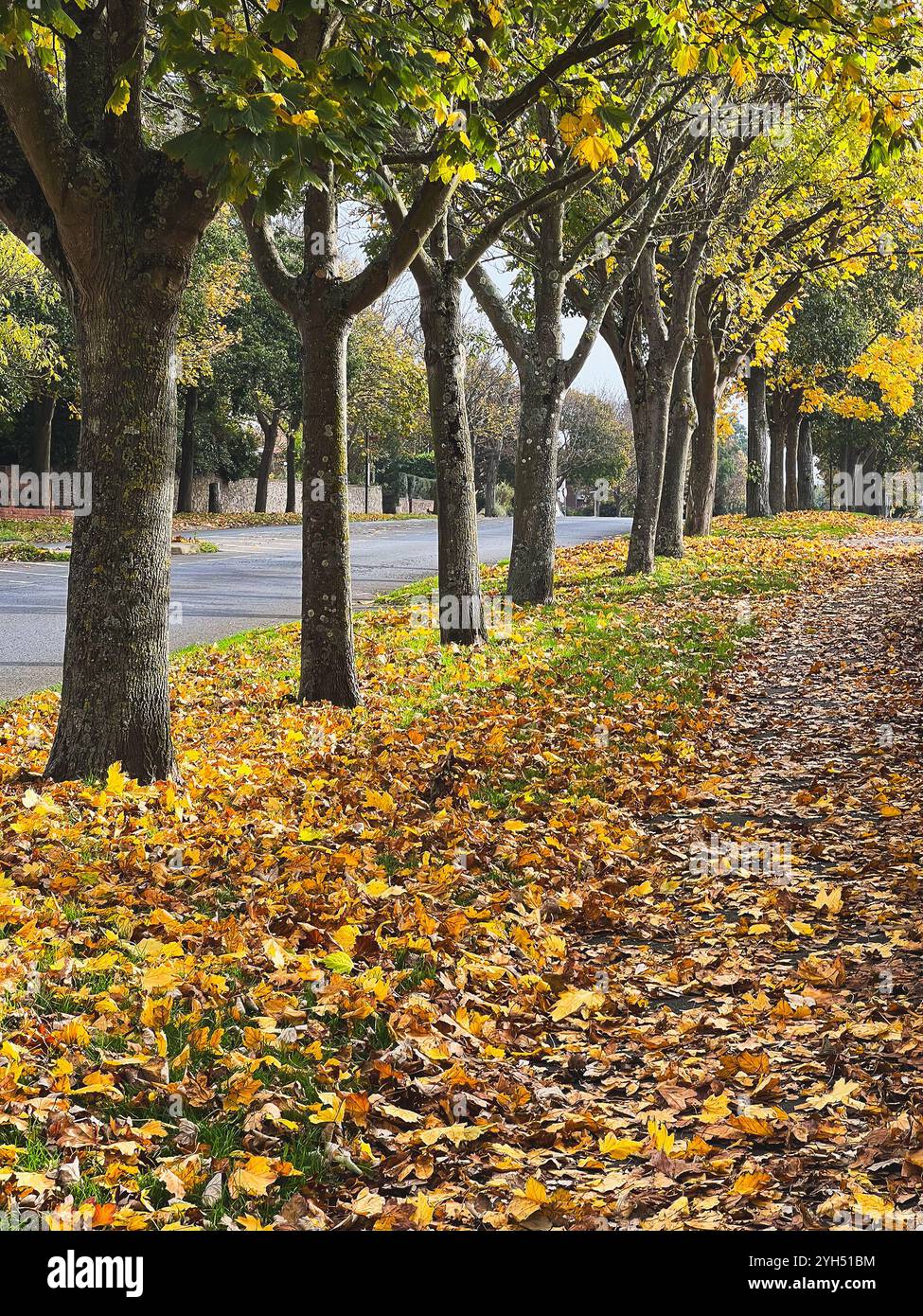 Tree lined street in autumn. There are maple leaves on the pavement the road is clear. - Smartphone Captured Stock Image