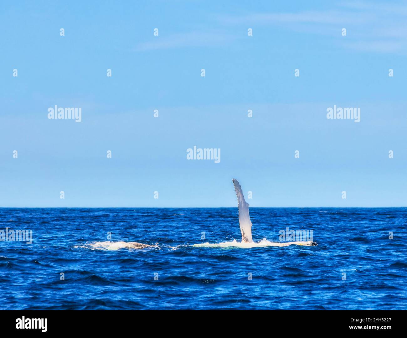 Whale breach sun hi-res stock photography and images - Alamy