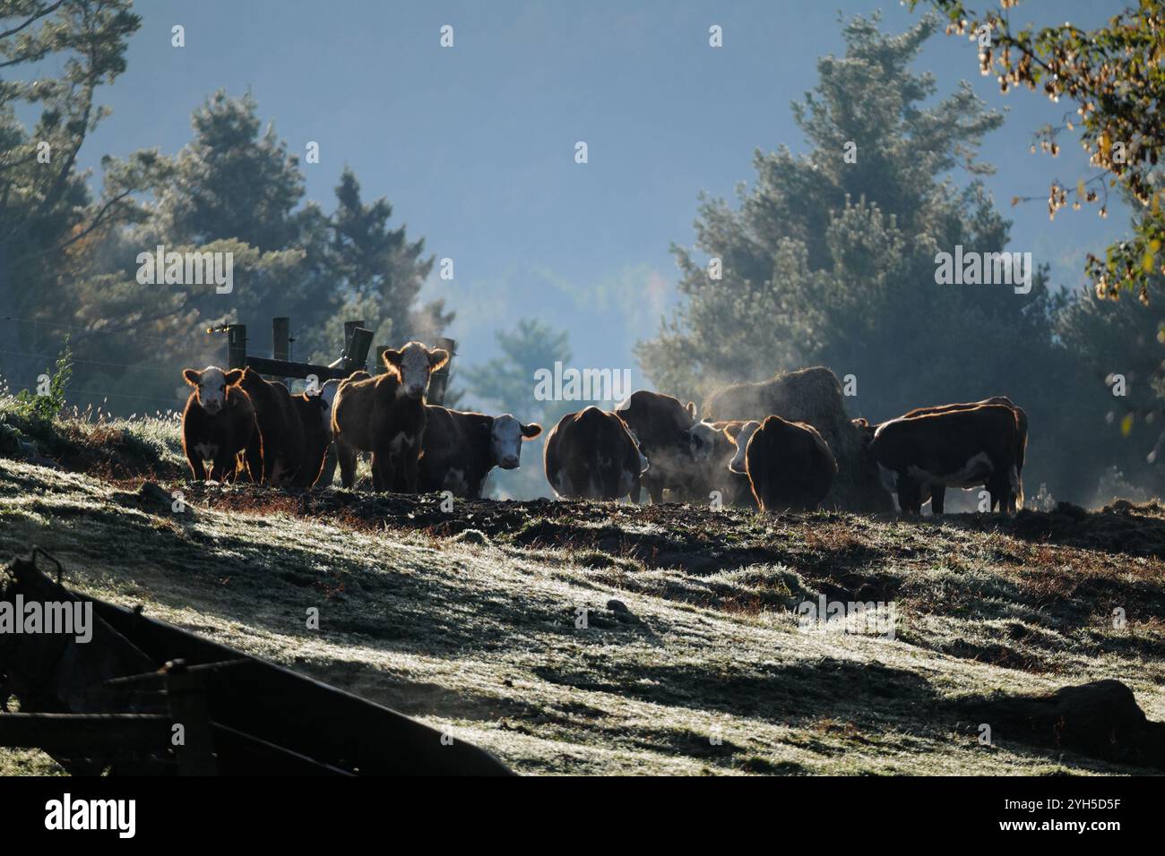 Moon Valley Farm’s iconic red barn and cows on a crisp October morning ...