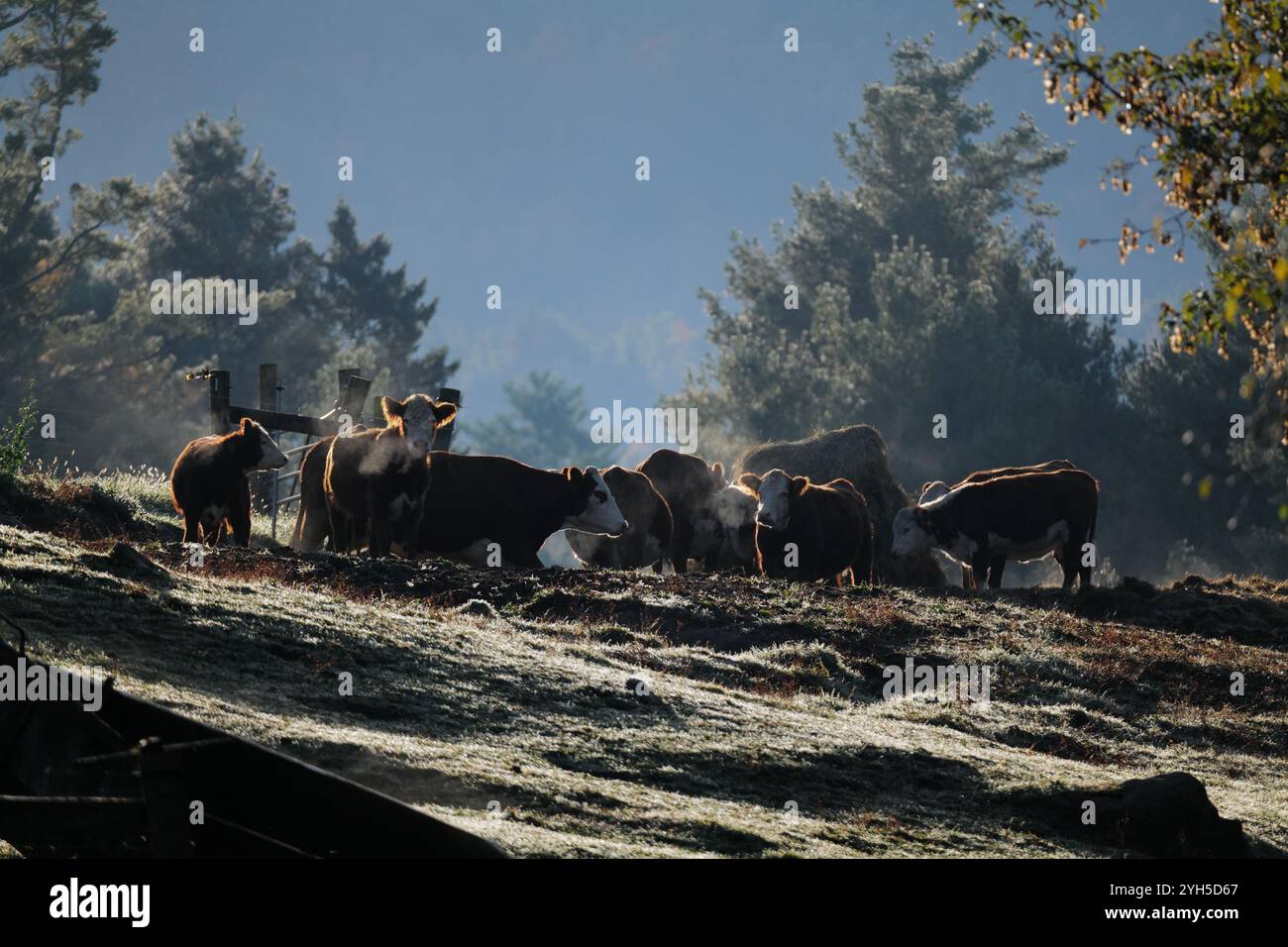Moon Valley Farm’s iconic red barn and cows on a crisp October morning ...