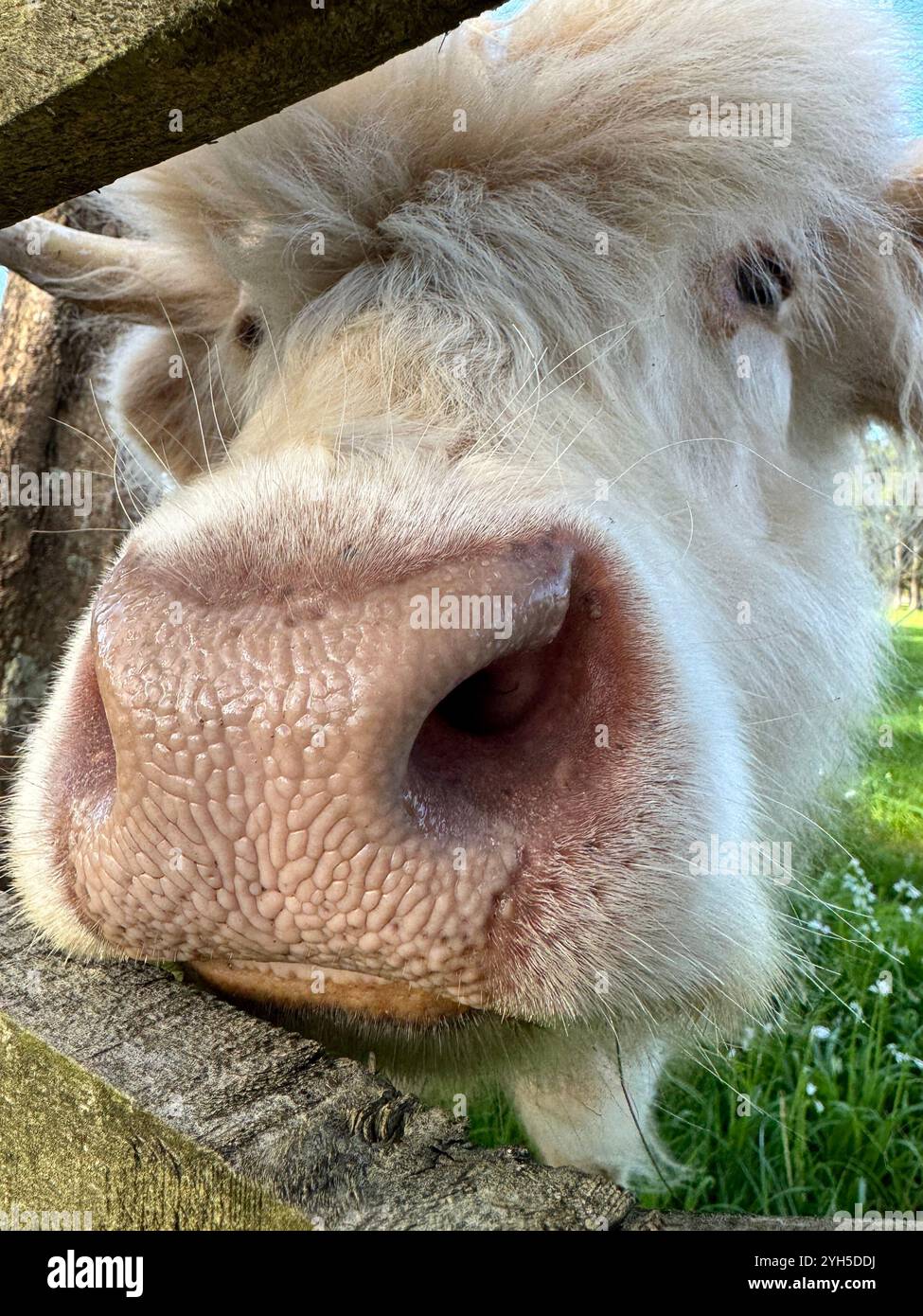 Highland Cows - Red and White - Smartphone Captured Stock Image