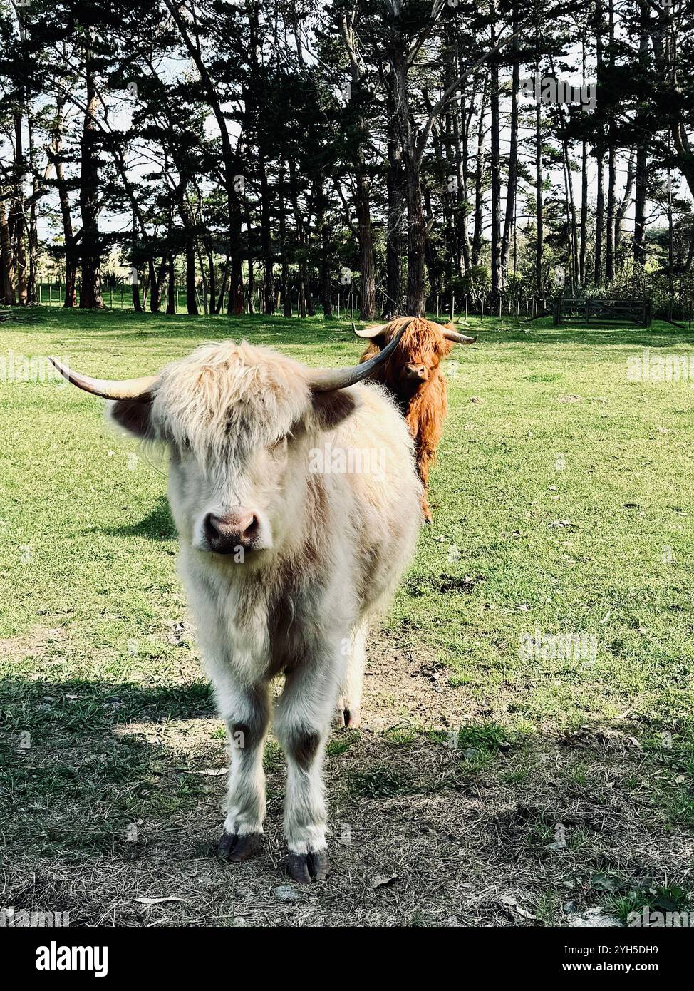 Highland Cows - Red and White - Smartphone Captured Stock Image