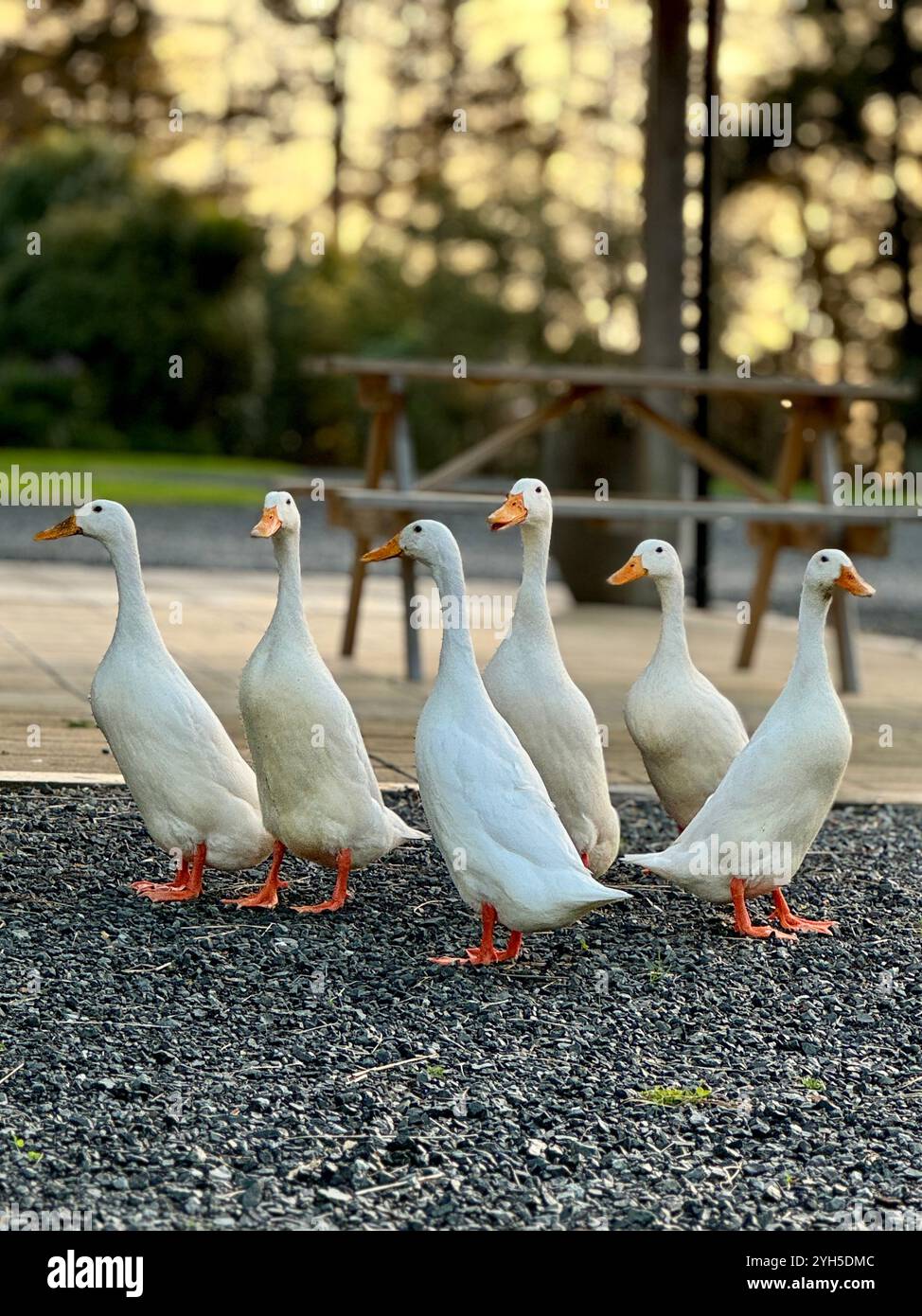Ducks in a row: Five ducks on the farm - Smartphone Captured Stock Image