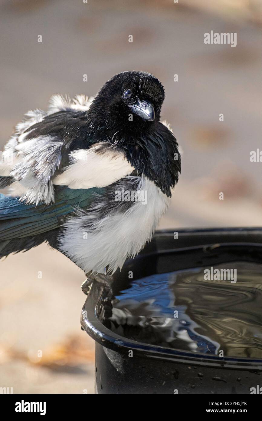 A wet magpie (corvidae) with ruffled feathers perches on the edge of a black container filled with water, against a blurred background Stock Photo