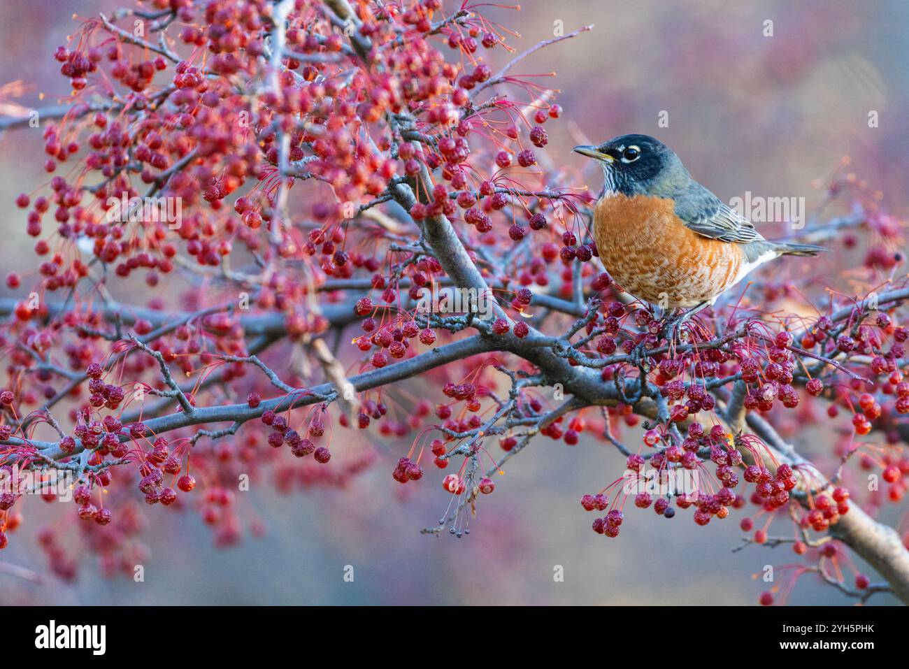 Robin eating berries hi-res stock photography and images - Alamy