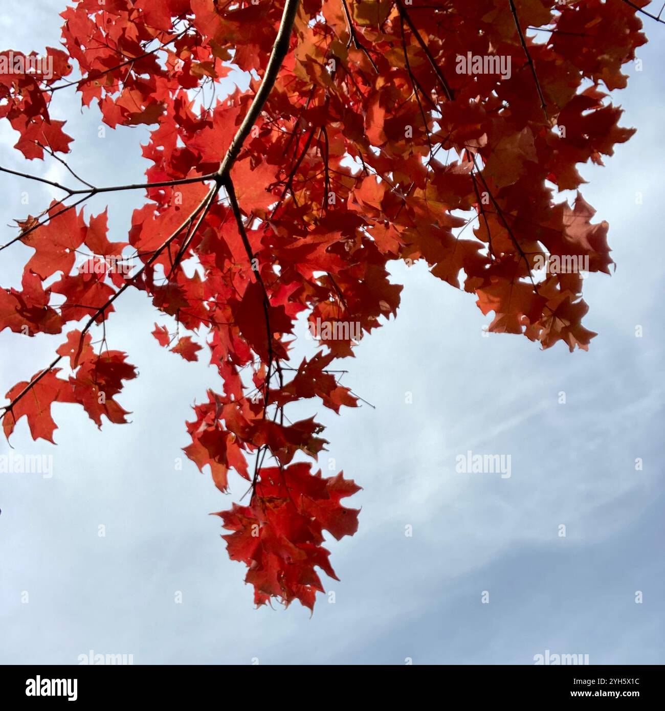 A maple tree shows its autumn colors. Stock Photo