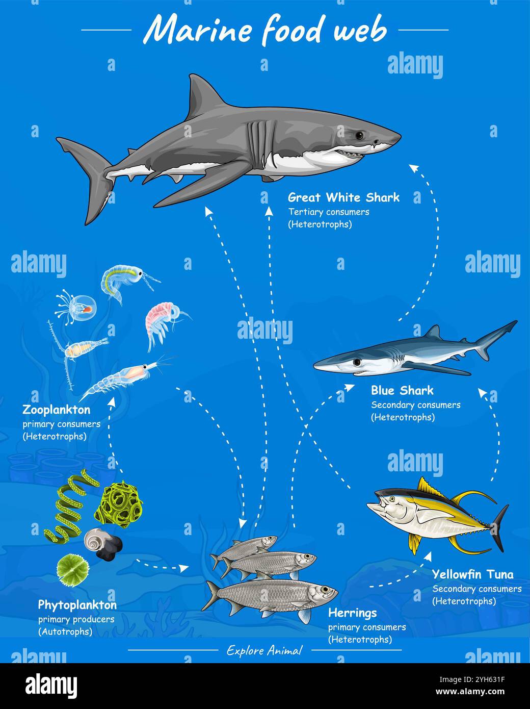 A sample food web illustration in marine life with six creatures. Great white shark, Blue shark, Yellowfin tuna, Herrings and more. Stock Photo