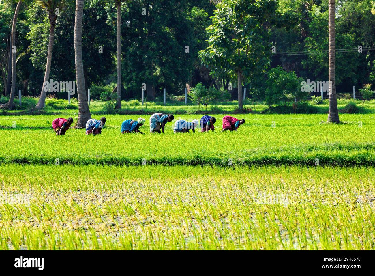 Indian farmer rice field hi-res stock photography and images - Alamy