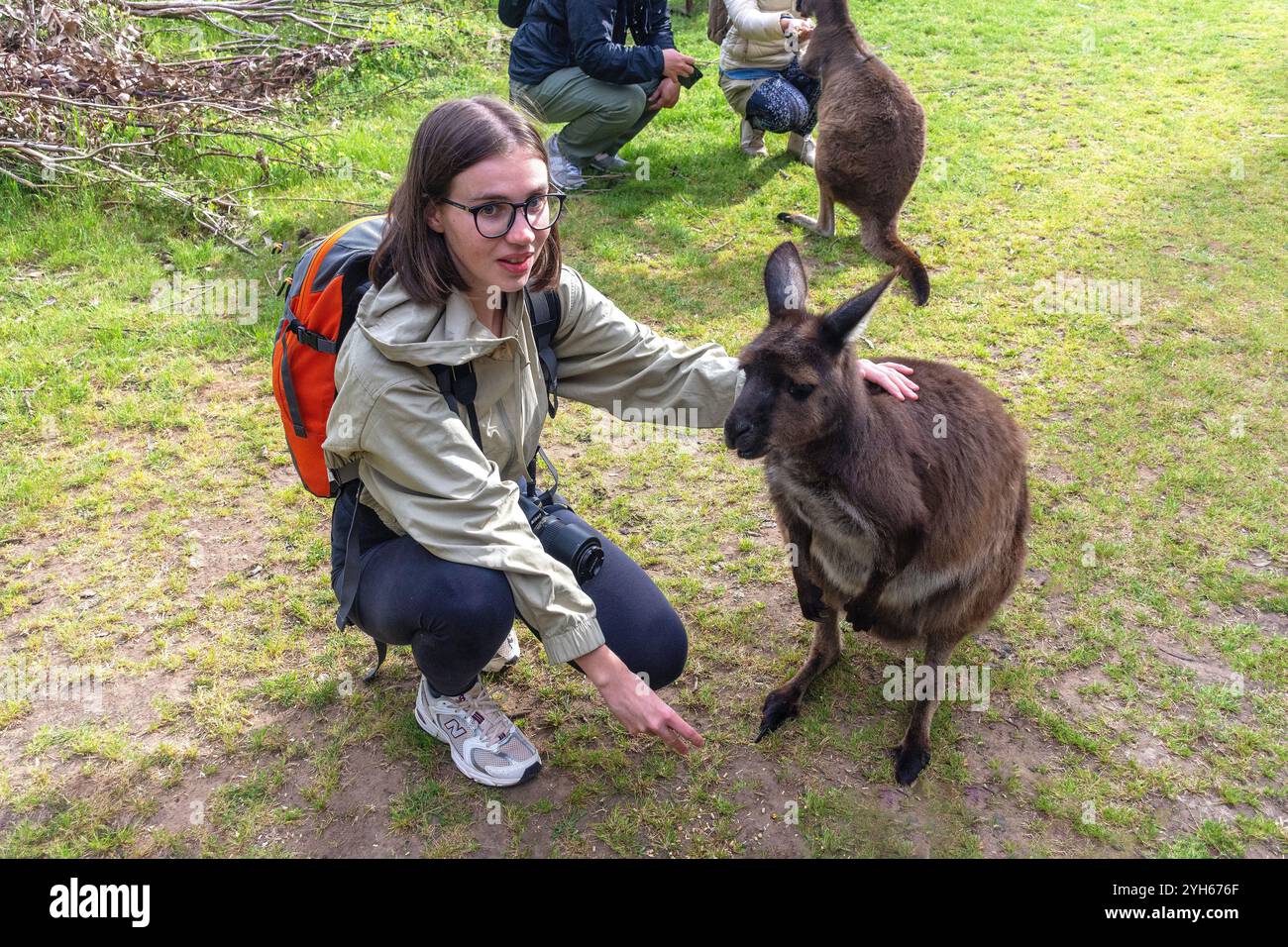 Woman feeding grey kangaroo at Kangala Kangaroo and Wildlife Rescue, Hog Bay Road, Kangaroo Island (Karta Pintingga), South Australia, Australia Stock Photo