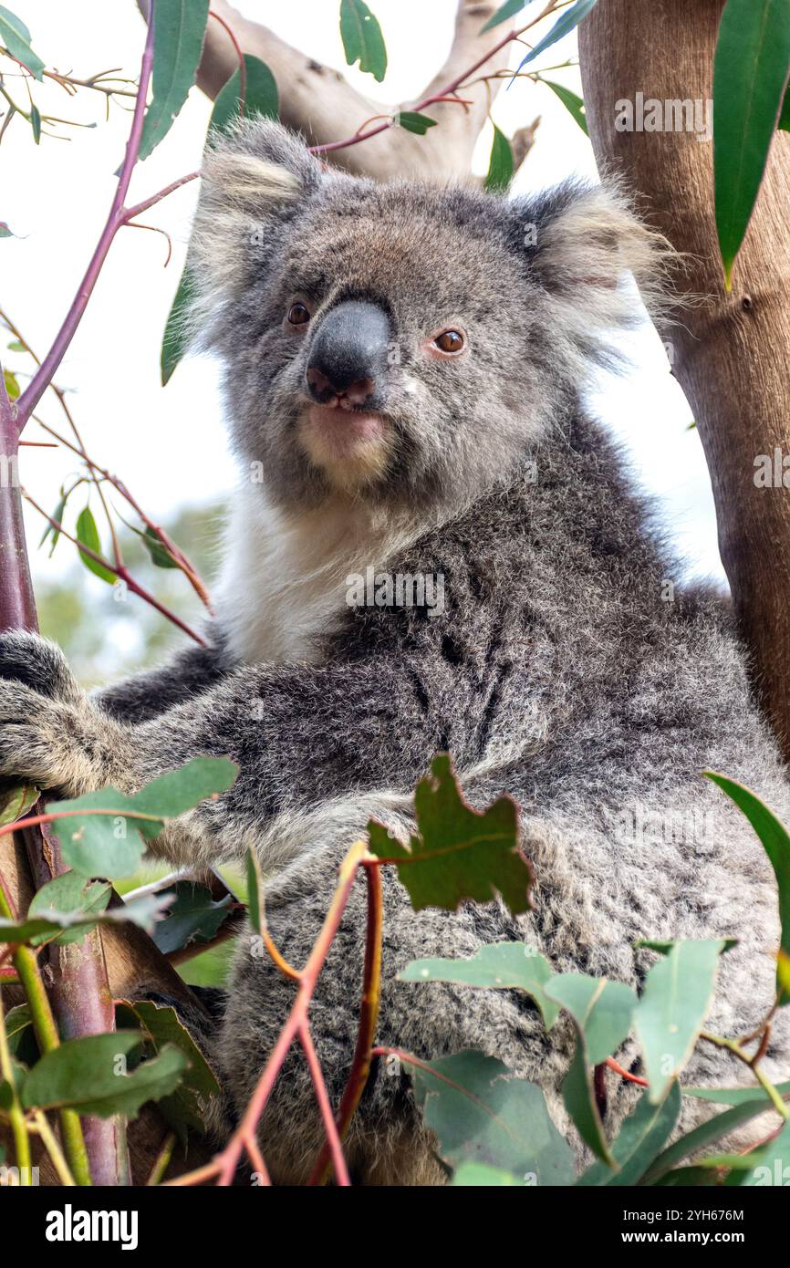 Koala (Phascolarctos cinereus) in Eucalyptus tree, Kangala Kangaroo and Wildlife Rescue, Kangaroo Island (Karta Pintingga), South Australia, Australia Stock Photo
