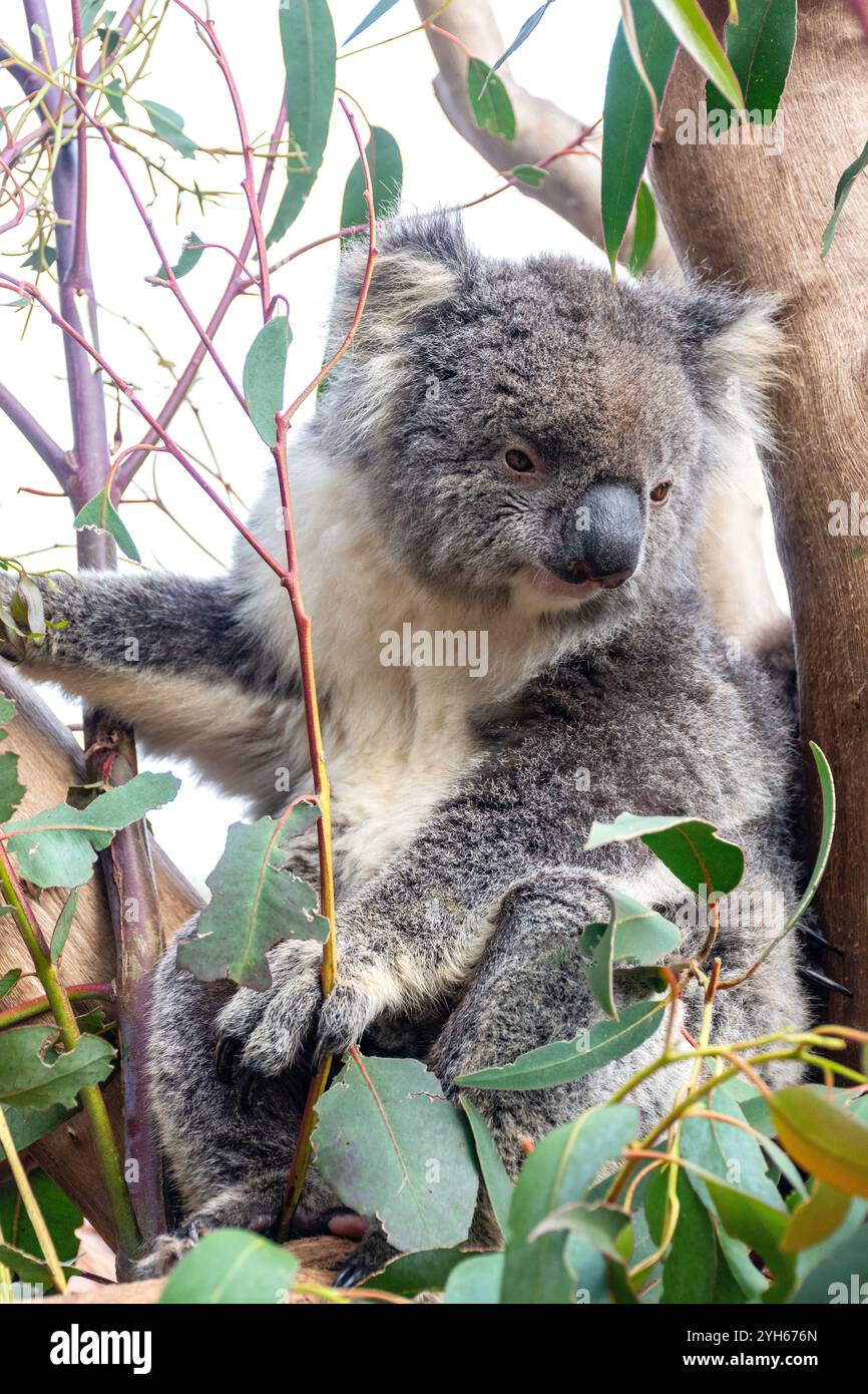 Koala (Phascolarctos cinereus) in Eucalyptus tree, Kangala Kangaroo and Wildlife Rescue, Kangaroo Island (Karta Pintingga), South Australia, Australia Stock Photo
