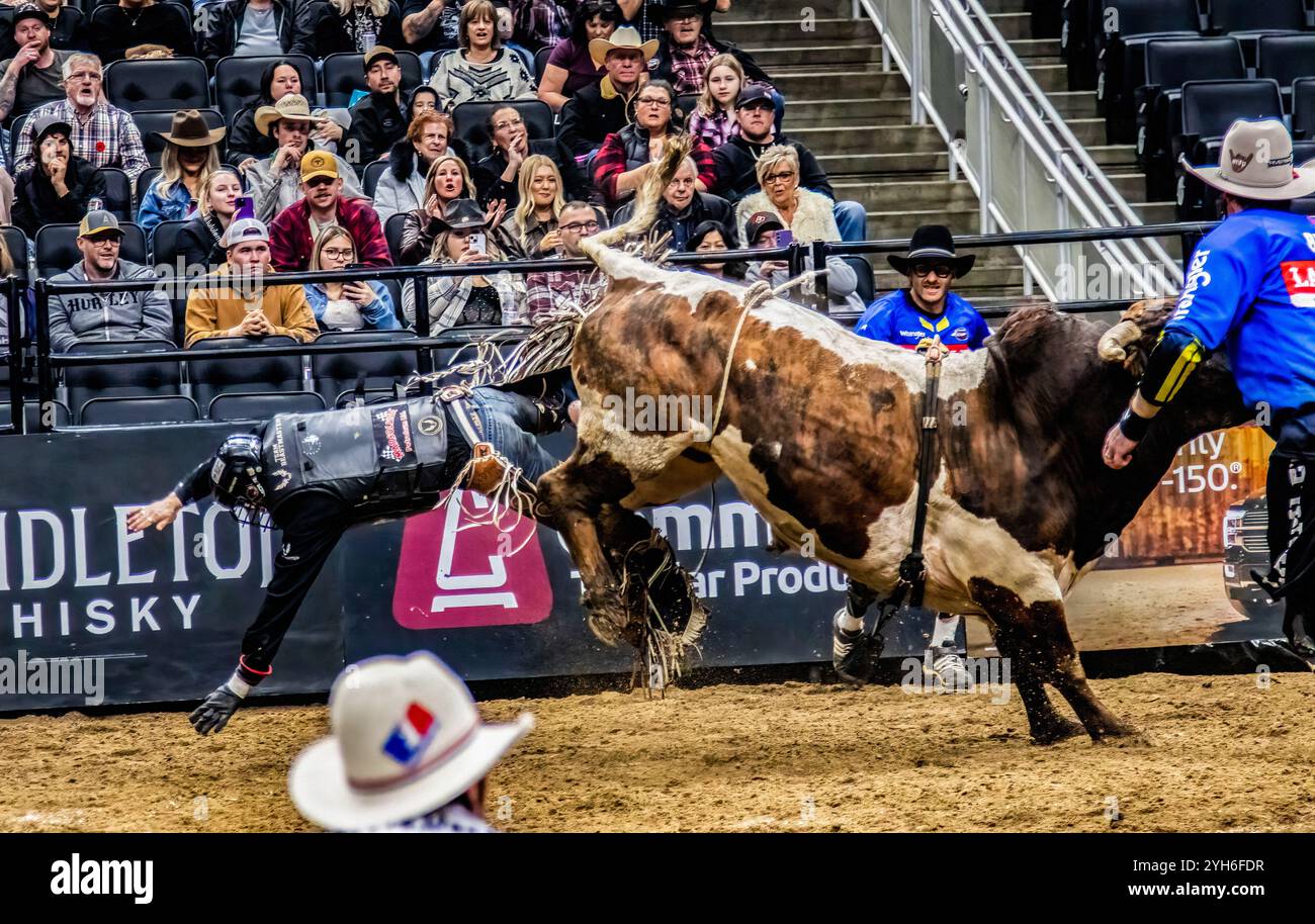 Bull ride from behind hi-res stock photography and images - Alamy