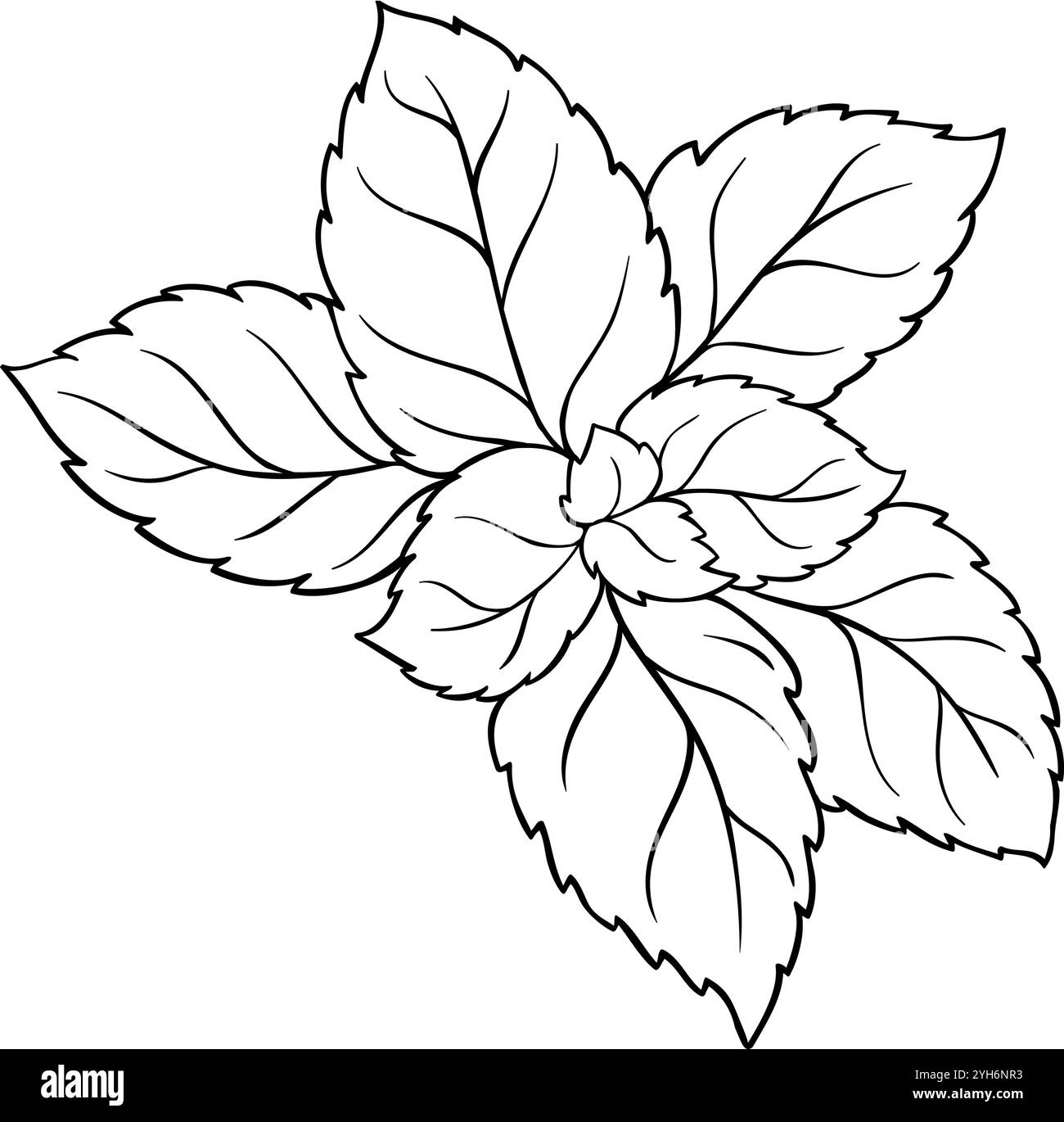 Melissa Branch with Leaves Outline Illustration Stock Vector Image ...