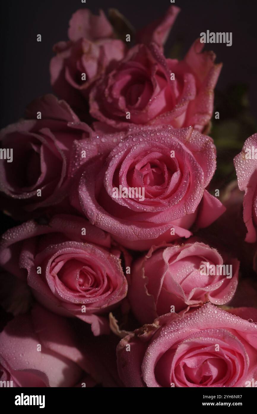 Beautiful photos of roses hi-res stock photography and images - Alamy