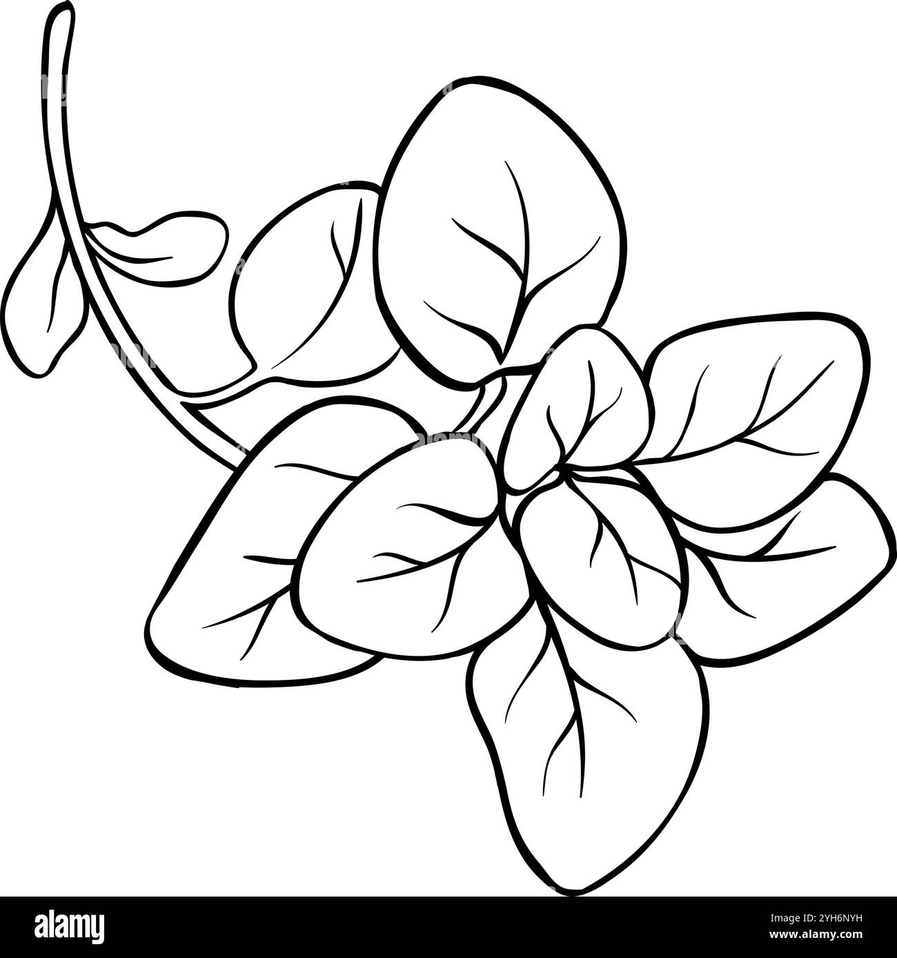 Oregano Branch Isolated Outline Illustration Stock Vector