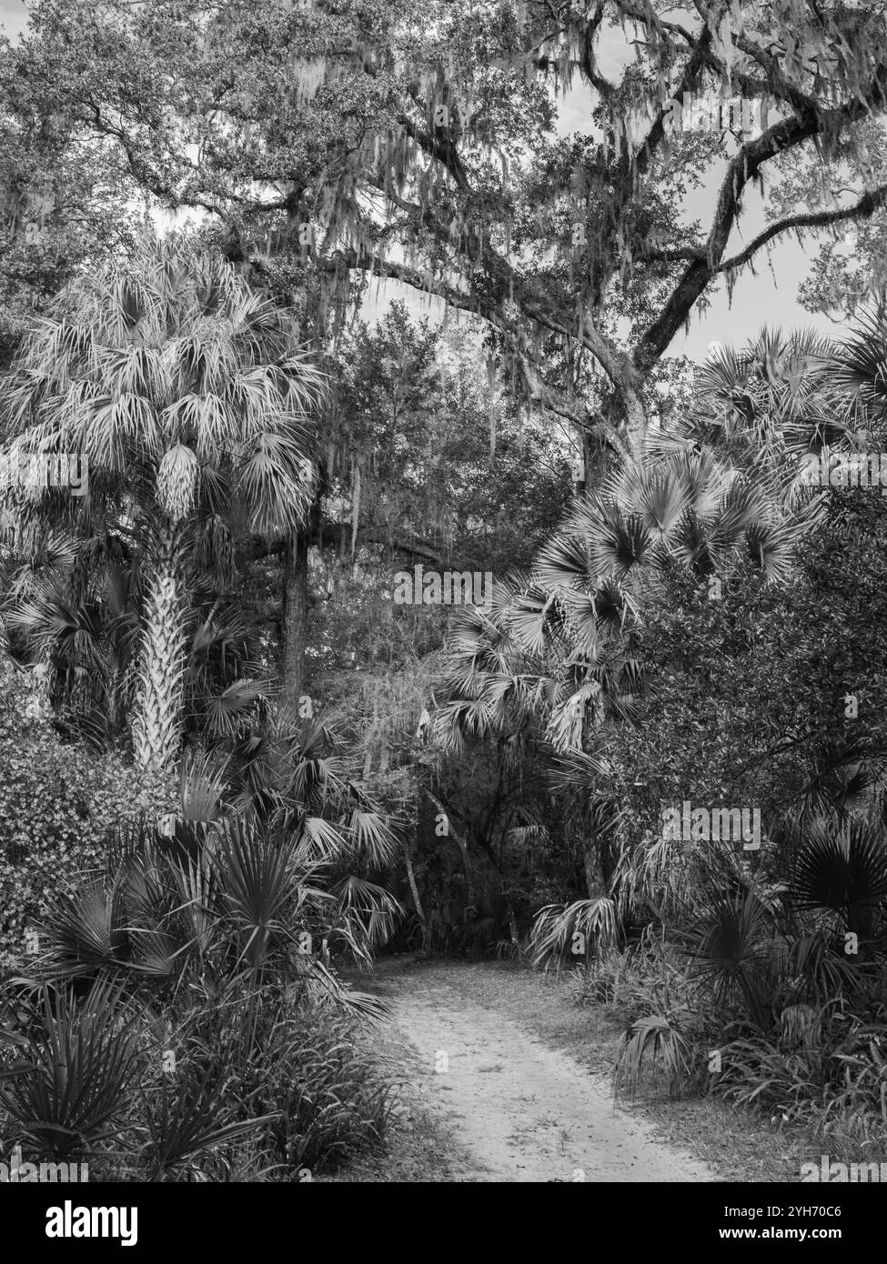 Serene Forest Pathway Amidst Lush Foliage And Spanish Moss Stock Photo