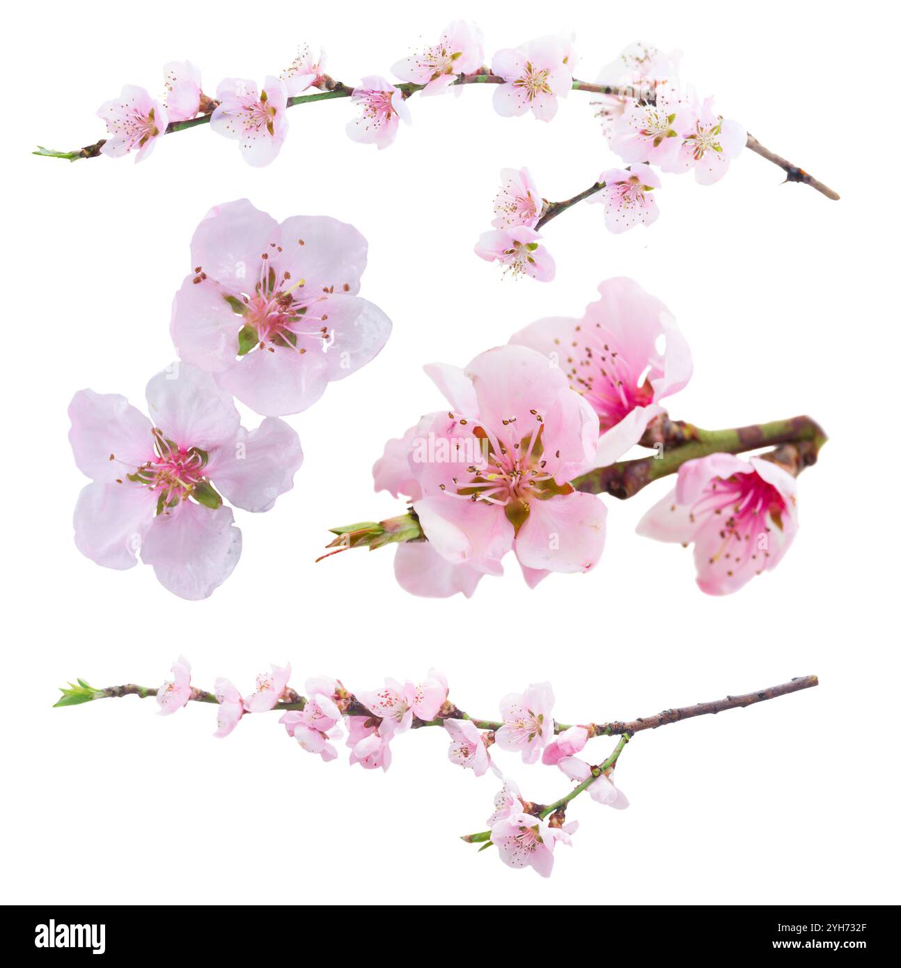 Set of of pink cherry blossom isolated on white background Stock Photo ...