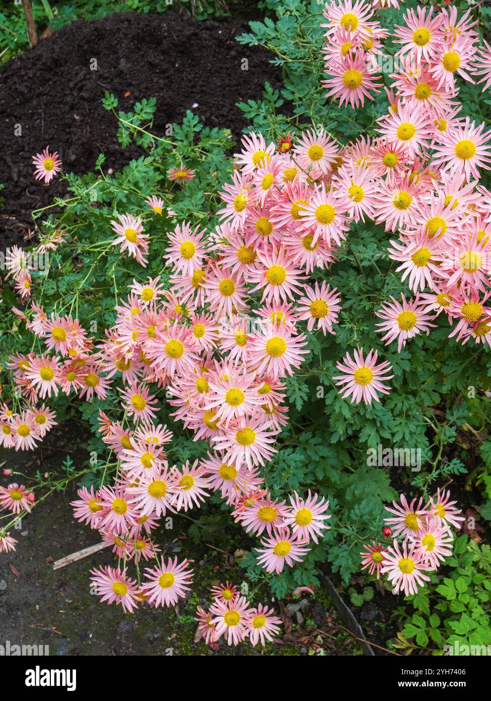 Pink single daisy flowers of the ornamental hardy perennial, Chrysanthemum zawadskii 'Clara Curtis' Stock Photo