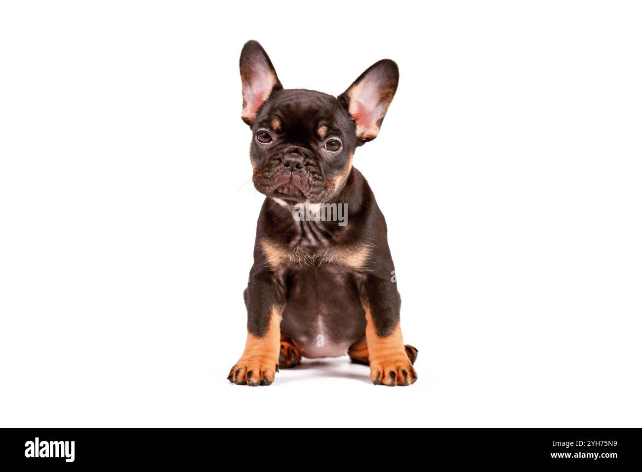 Tan French Bulldog dog puppy on white background Stock Photo