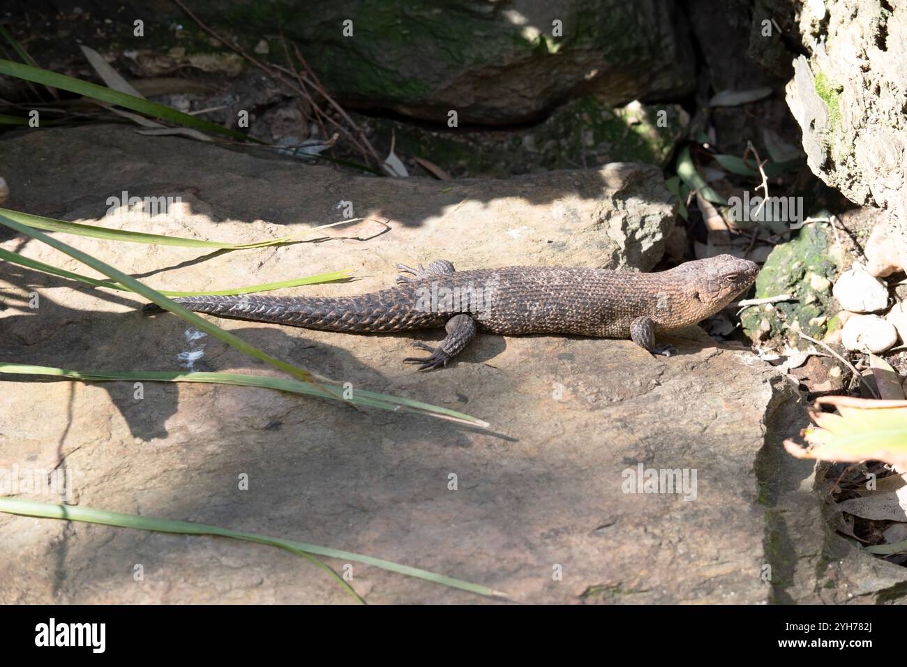 Eng yaxshi eski porno aktrisalar