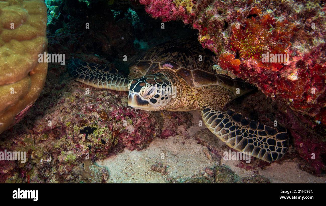 Small Green sea turtle looking out of cavern Stock Photo - Alamy