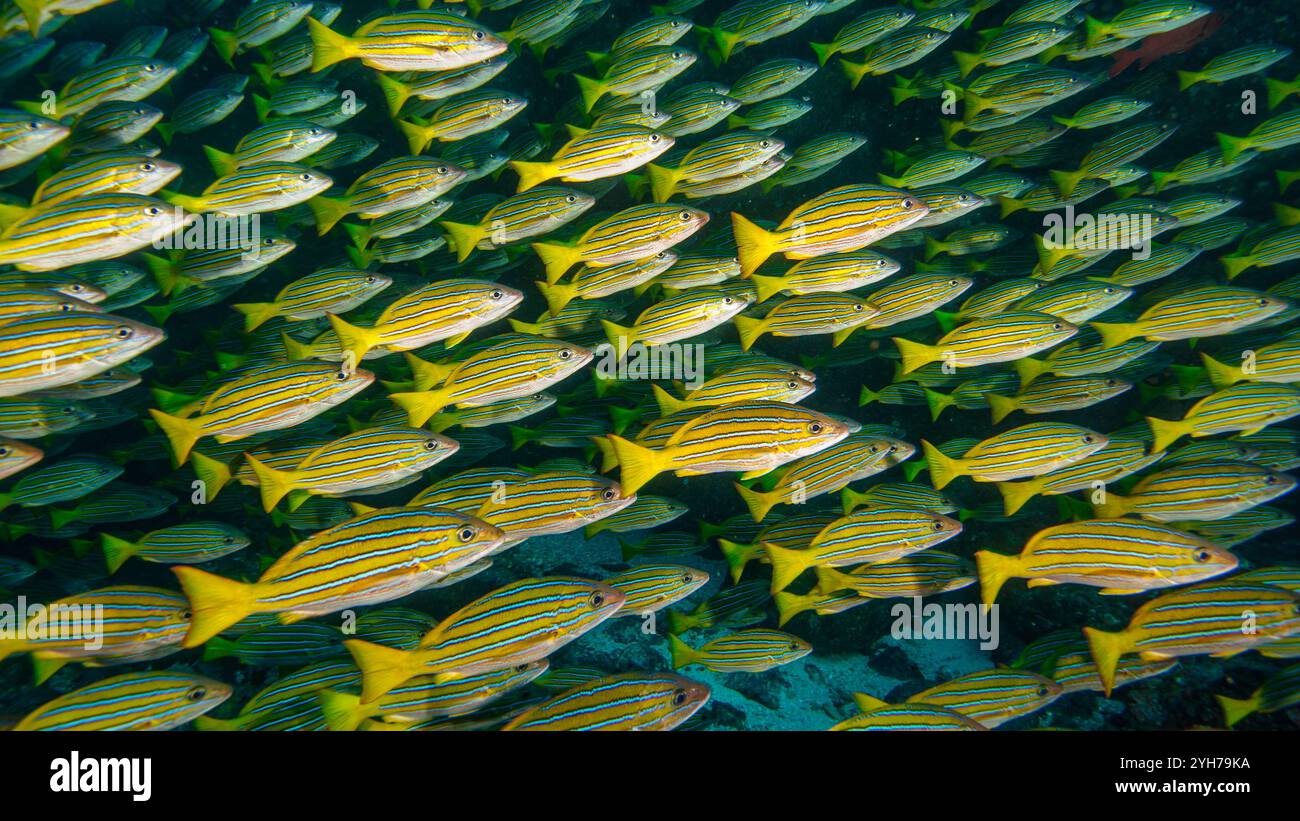 Shoaling fish hi-res stock photography and images - Alamy