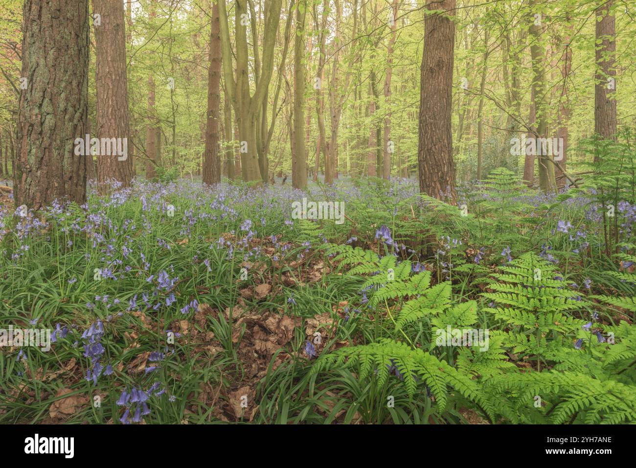 Lush woodland environment hi-res stock photography and images - Alamy