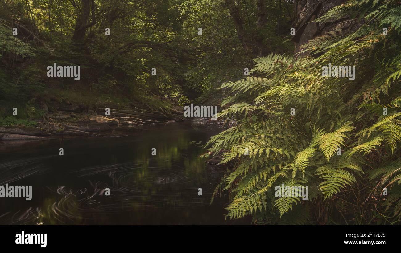 Forest flowing stream surrounded lush hi-res stock photography and ...