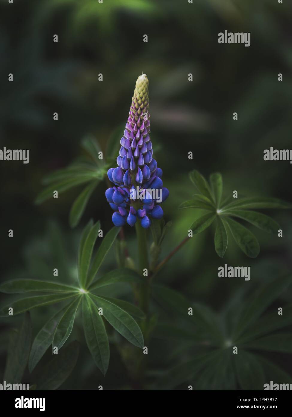 Stunning Lupine Flower in Full Bloom Amid Lush Greenery Stock Photo