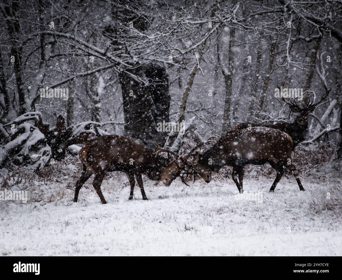 Two Stags Locking Antlers in a Snowy Forest Clearing Stock Photo