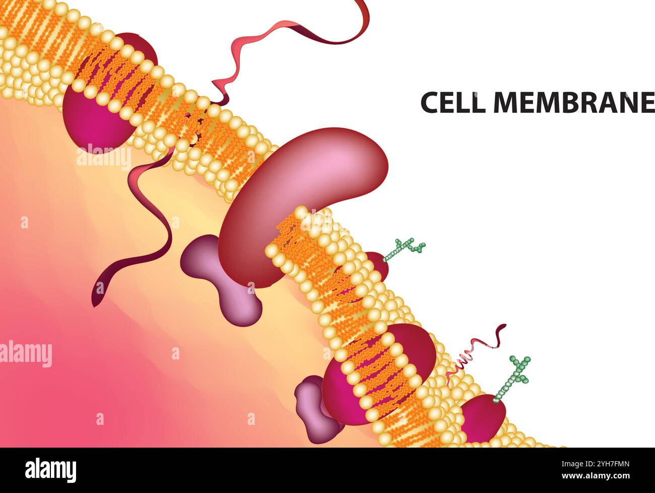 Detailed Structure of Plasma Membrane, Vector Illustration on White Background, Cell Biology Diagram, Scientific Artwork Stock Vector