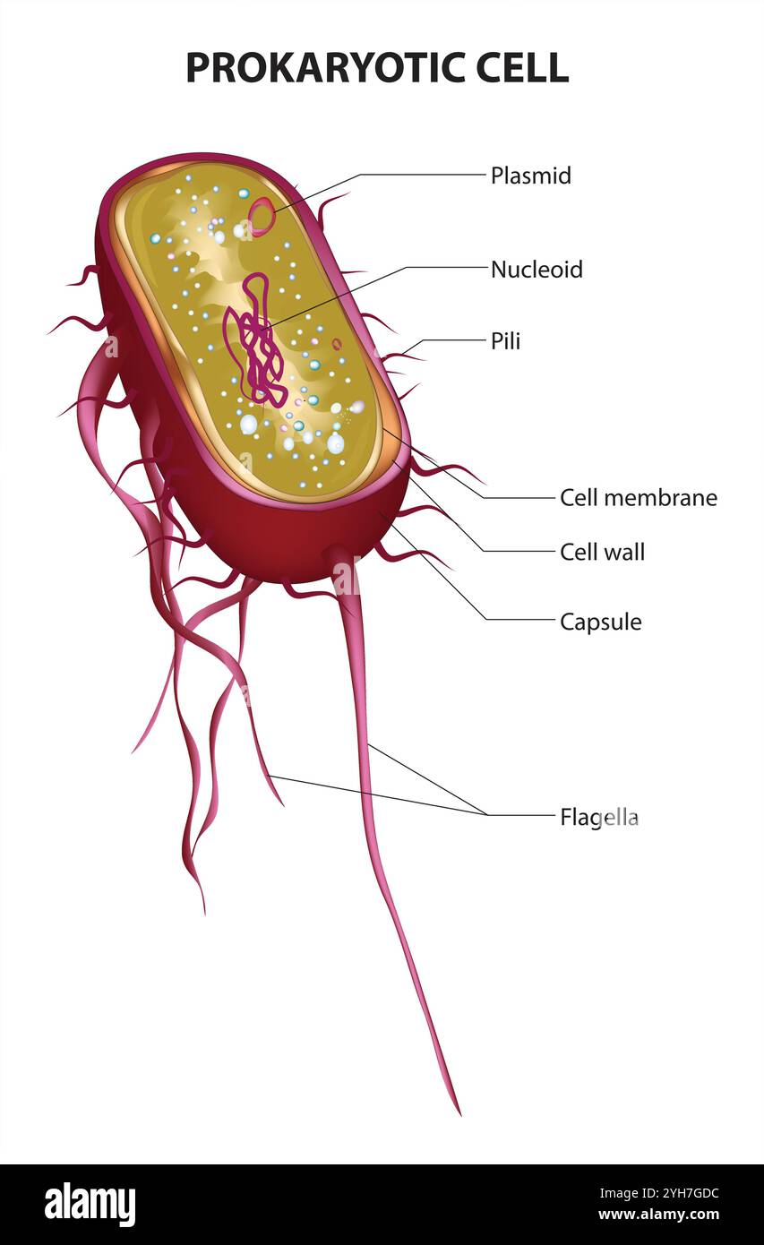 Prokaryotic Cell Structure Chart, vector medical illustration, online ...