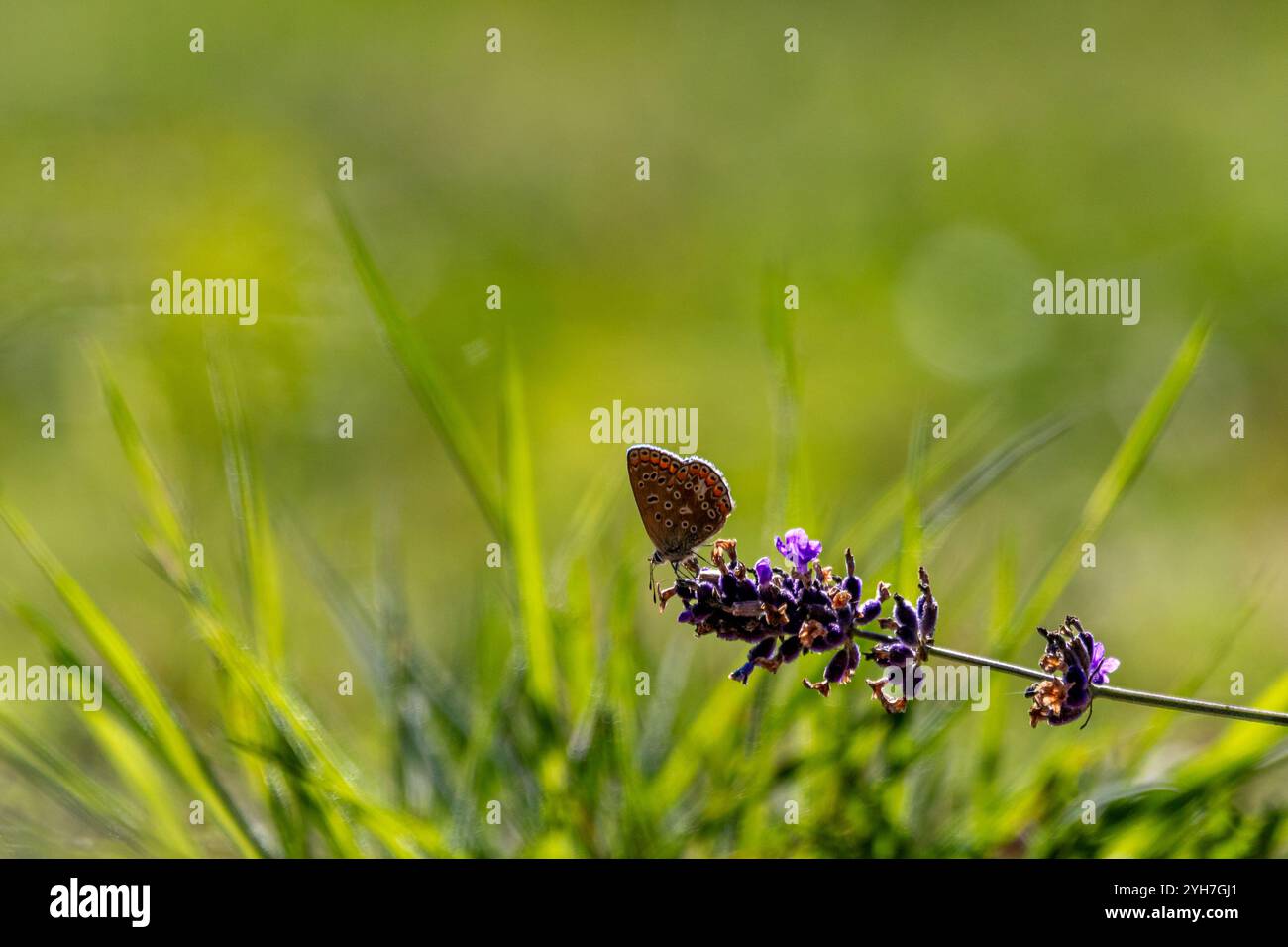 A Common blue butterfly (Polyommatus icarus), showing underwing, perched on delicate grasses and Michaelmas daisies. Stock Photo