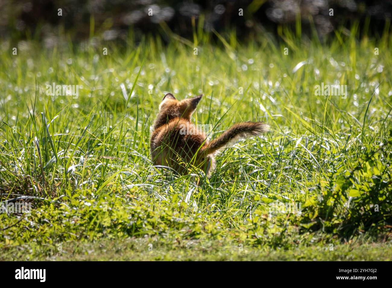 A young  European fox (Vulpes vulpes crucigera) trotting across the field in daylight. Stock Photo