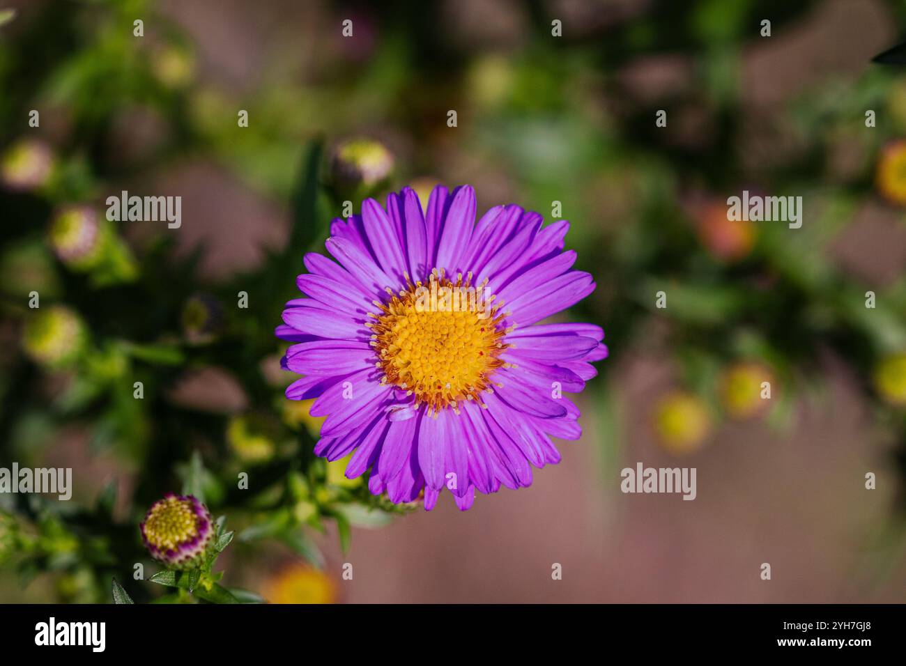 A Michaelmas daisy (Aster amellus) in sunlight. Stock Photo