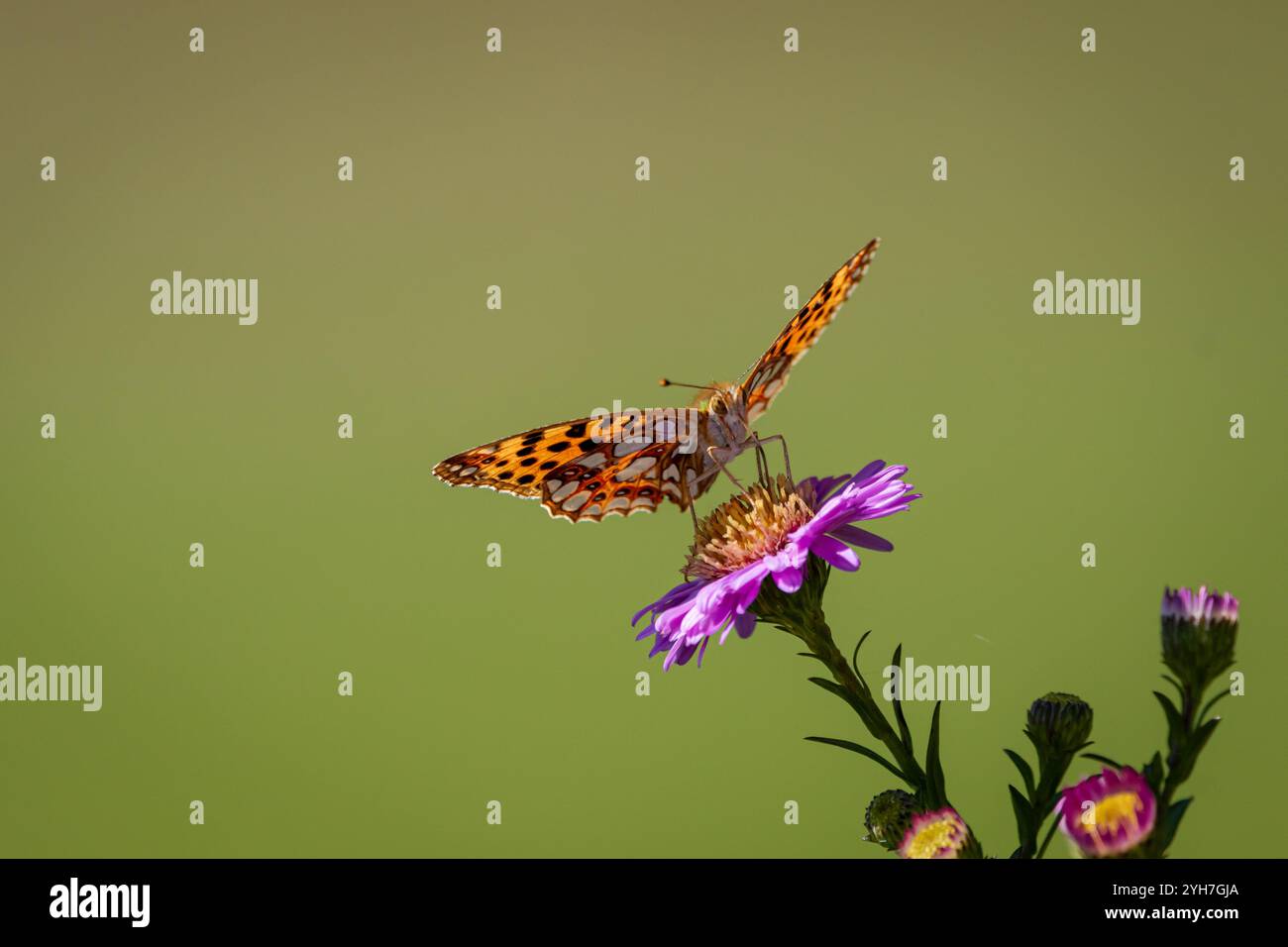 A Queen of Spain fritillary (Issoria lathonia), resting on Michaelmas daisies (Aster). Stock Photo