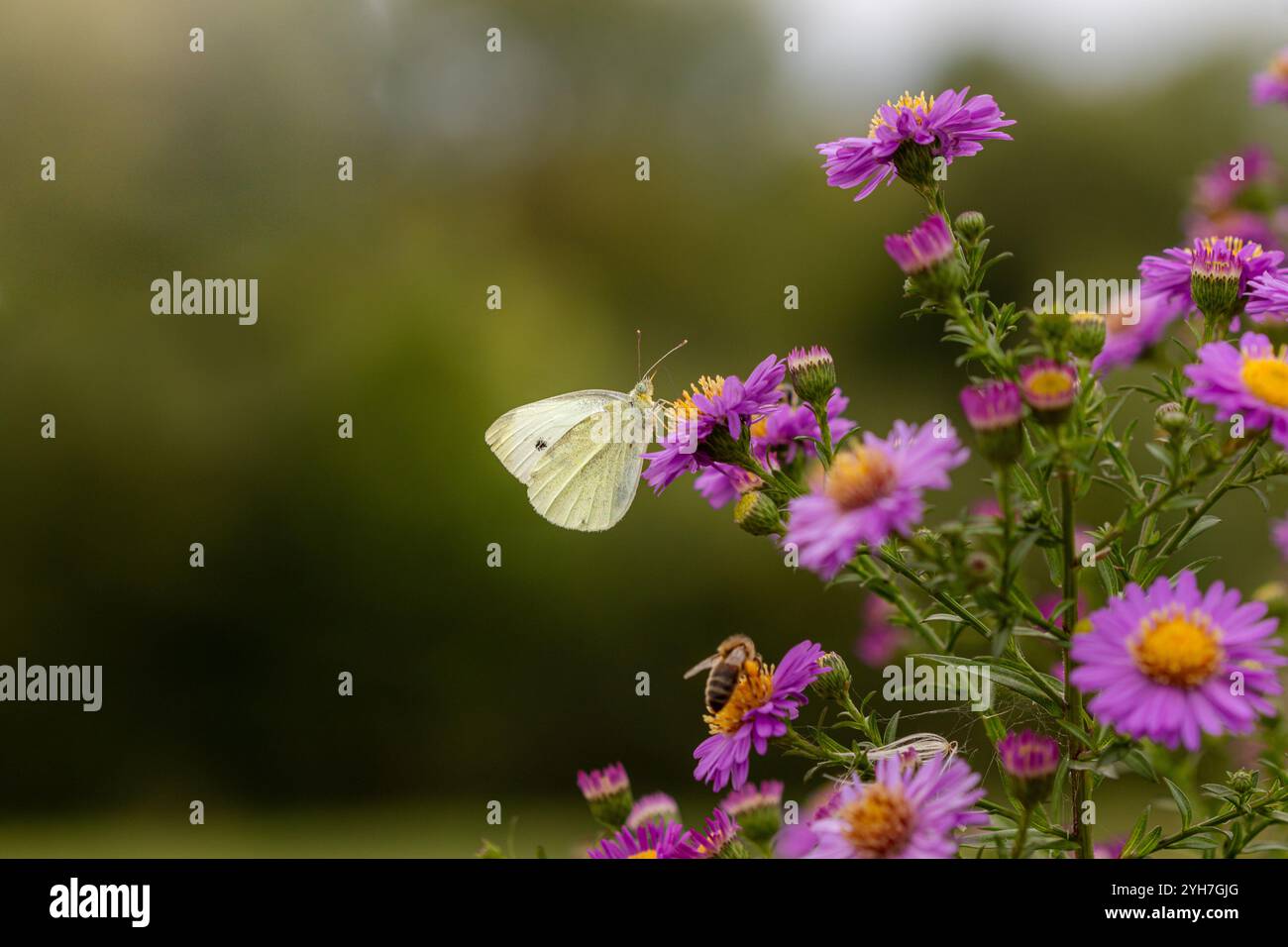 A Small white butterfly (Pieris rapae) on Michaelmas daisies (Aster) Stock Photo