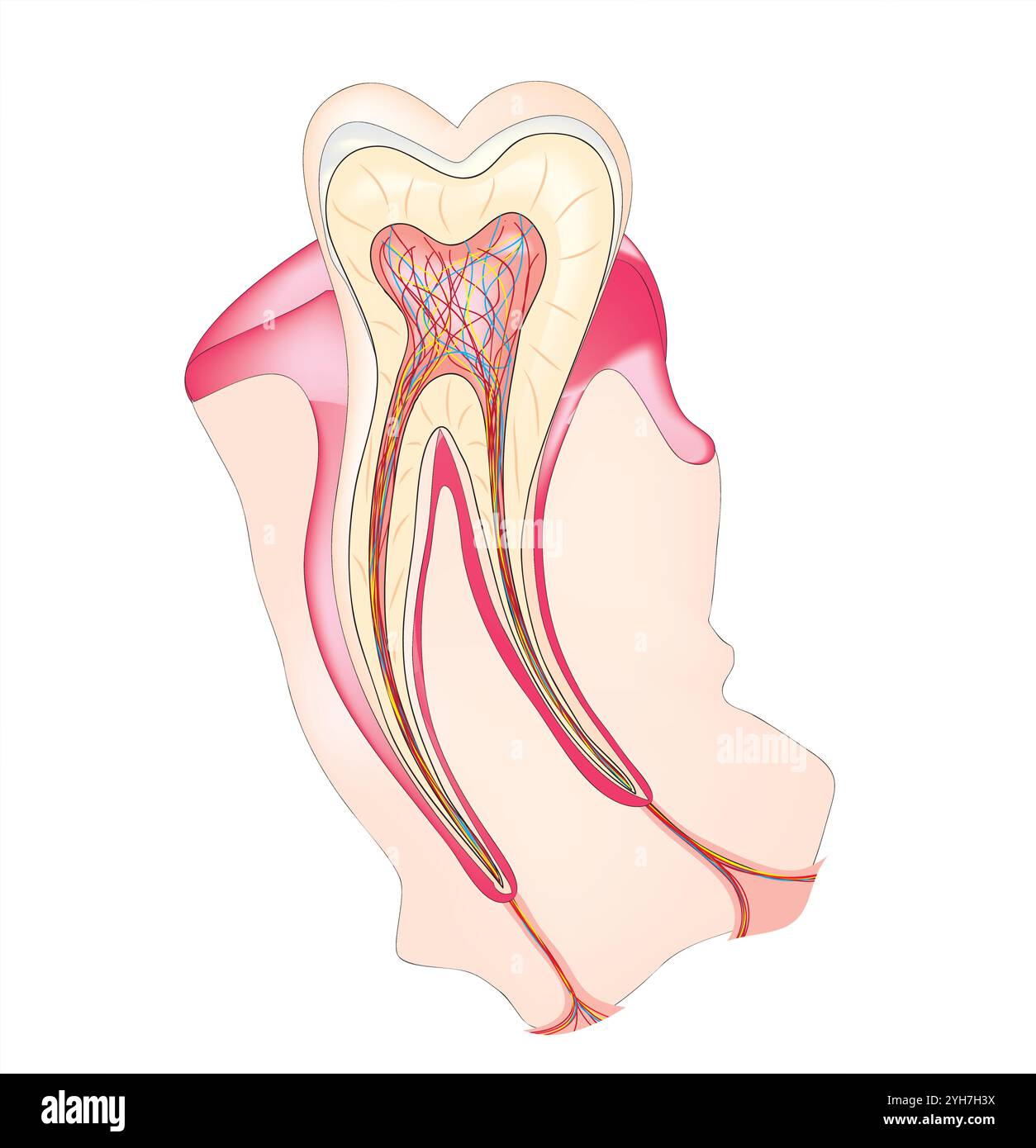 Dentin tubules Stock Vector Images - Alamy