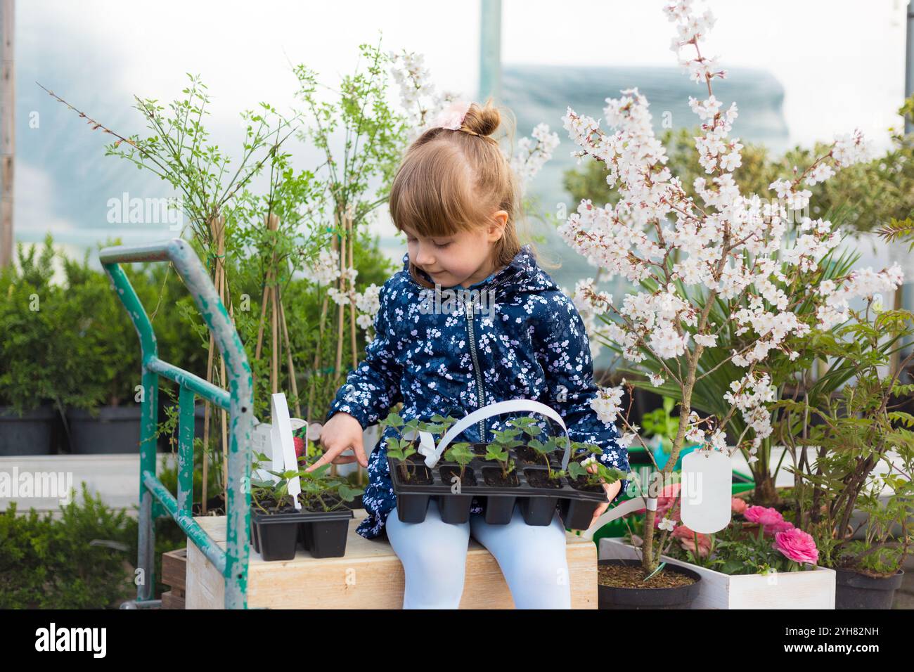 Young Girl sitting in a Shopping Cart in Greenhouse Holding Potted ...