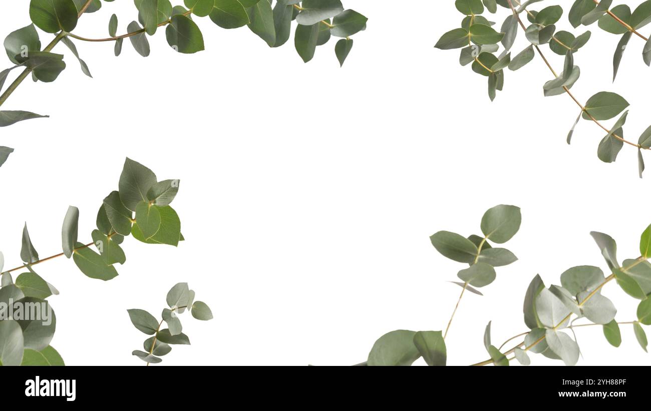 Cut out eucalyptus leaves on a branch hi-res stock photography and ...