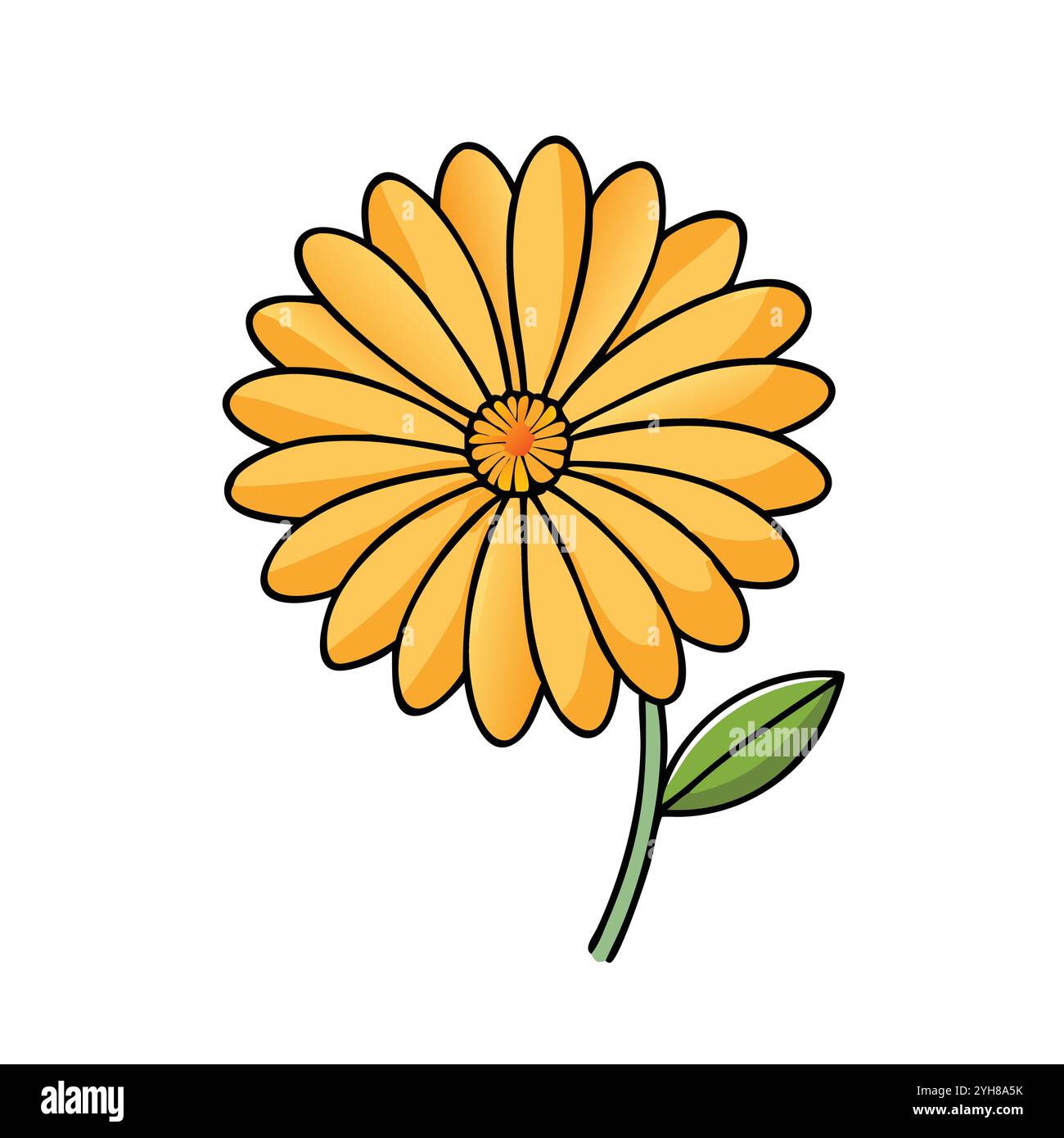 vector illustration of a calendula flower, for floral designs ...