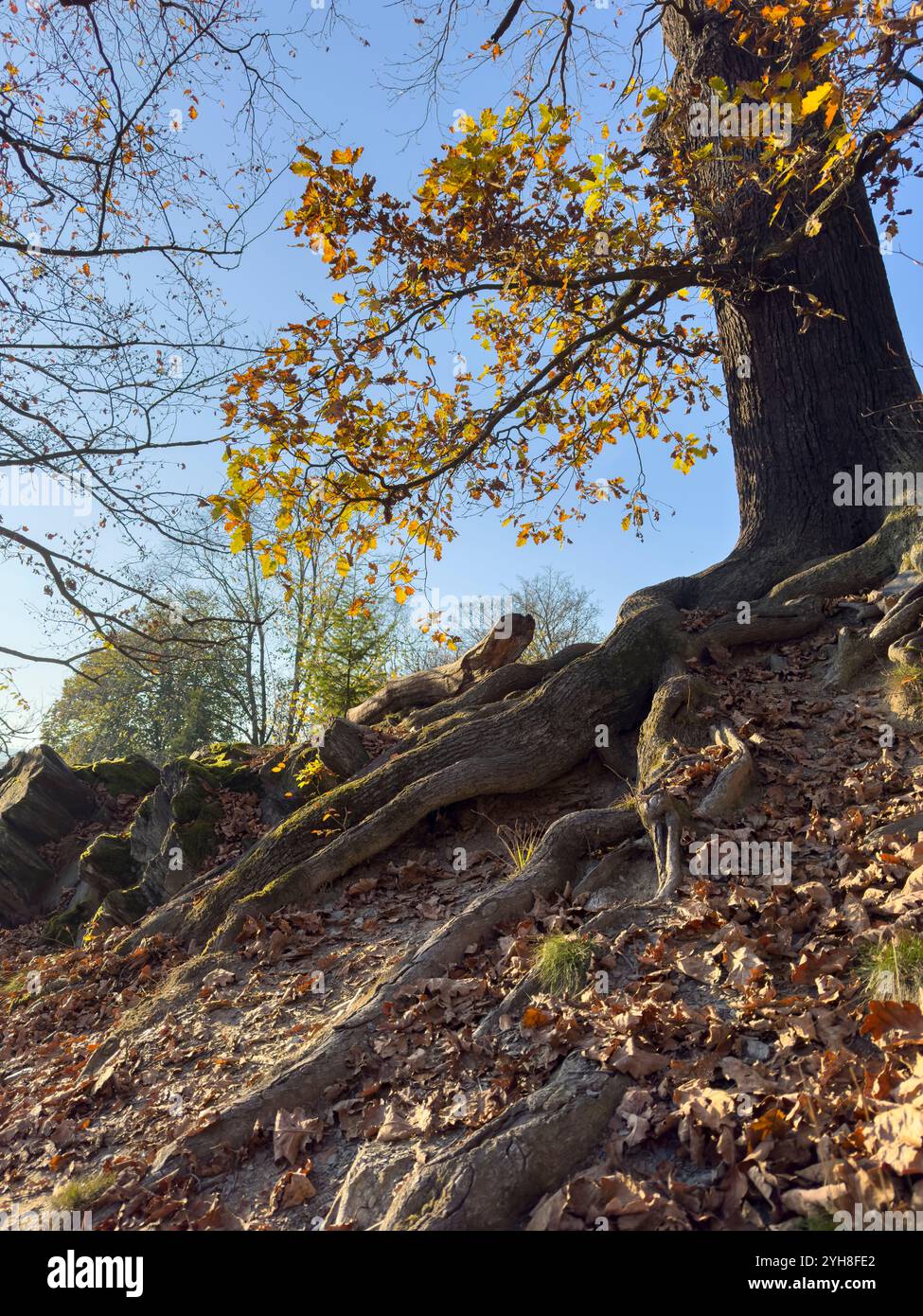 autumn in the forest with an old tree and its roots Stock Photo - Alamy