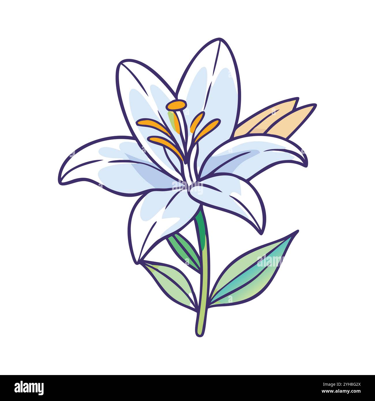 vector illustration of a lily flower, for floral designs, botanical, & nature-themed projects. flower vector. Stock Vector