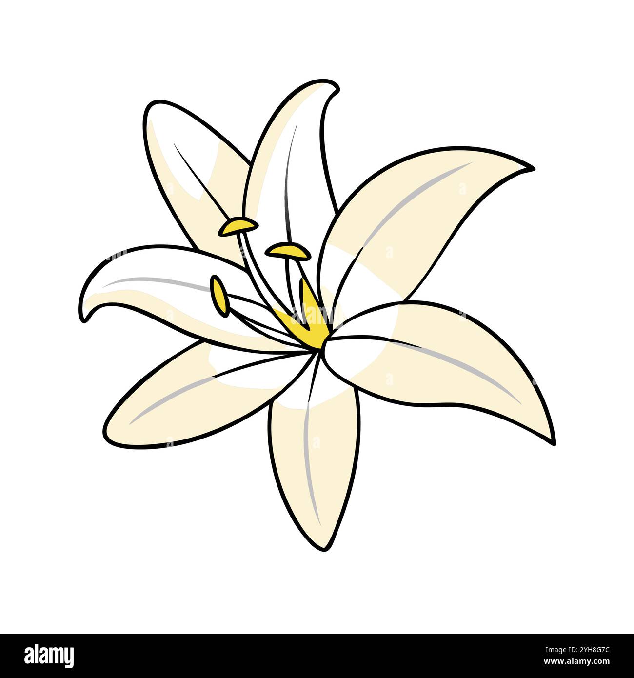 vector illustration of a lily flower, for floral designs, botanical, & nature-themed projects. flower vector. Stock Vector