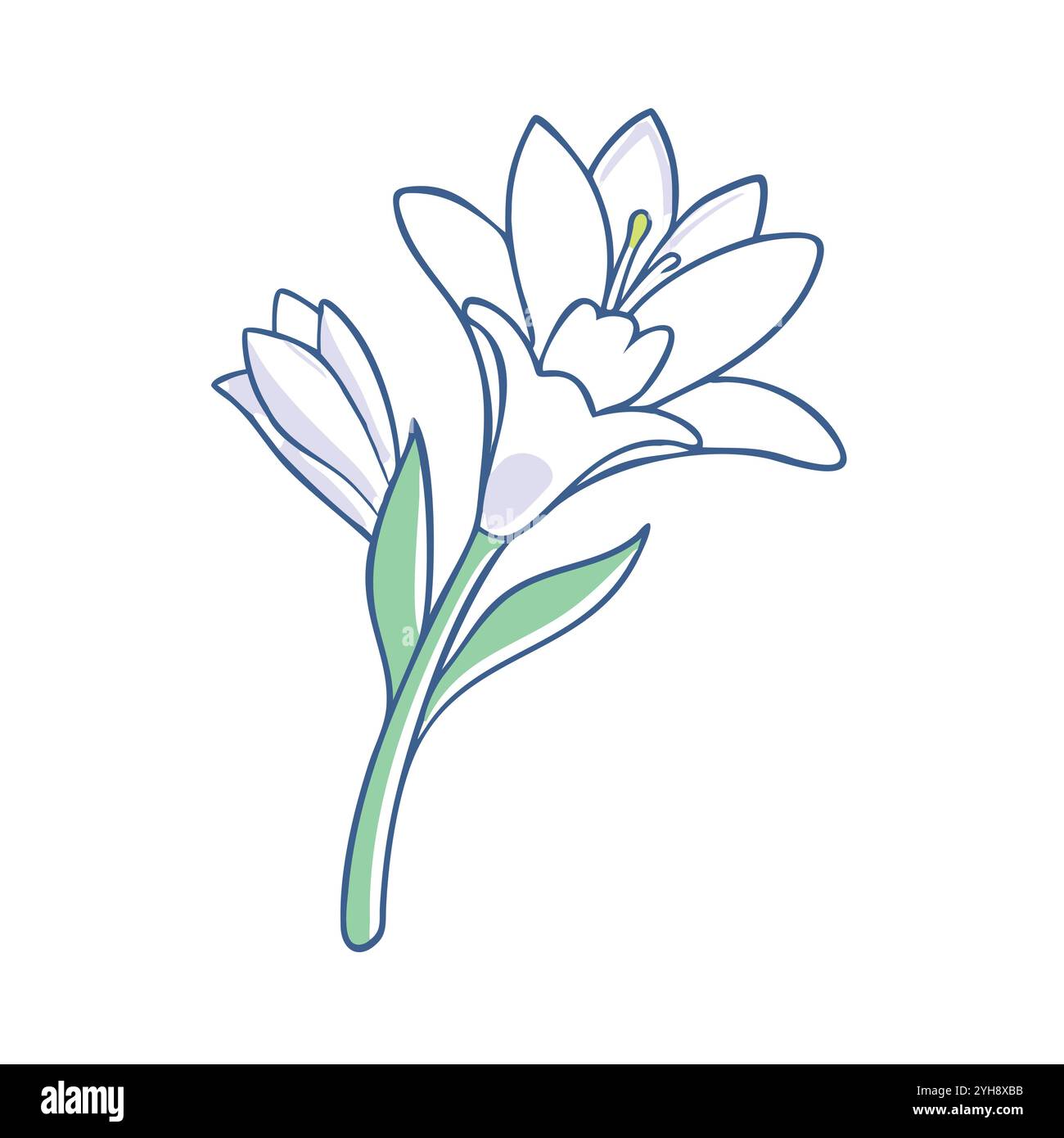 vector illustration of a tuberose flower, for floral designs, botanical ...
