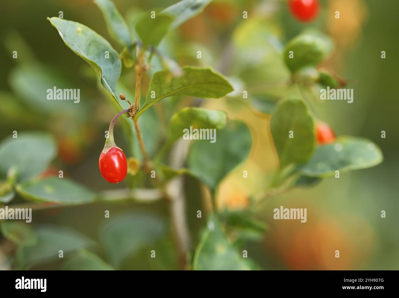Red goji berries on a branch Stock Photo