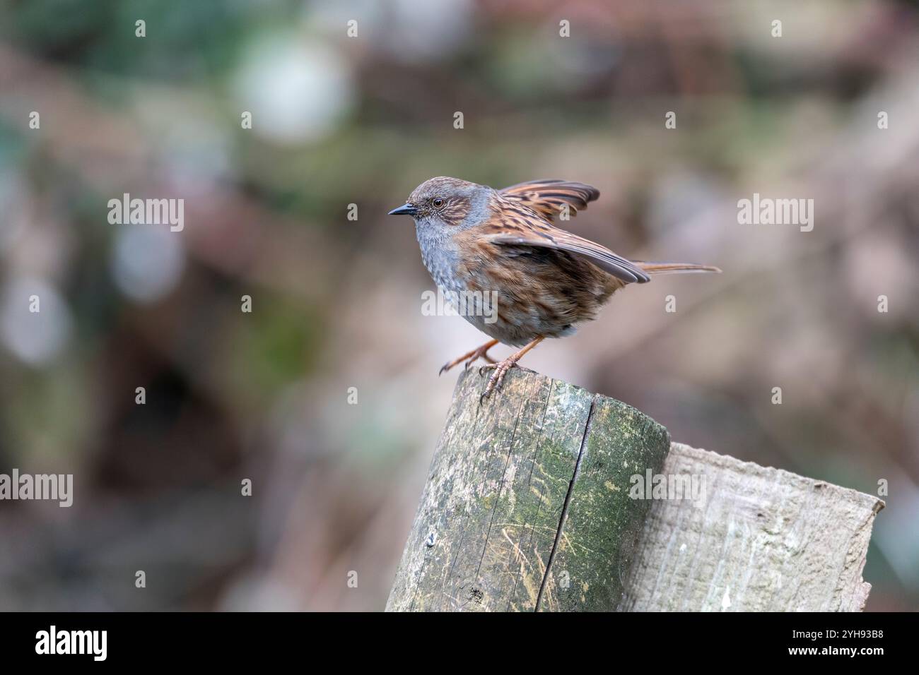 Dunnock; Prunella modularis; Displaying; UK Stock Photo