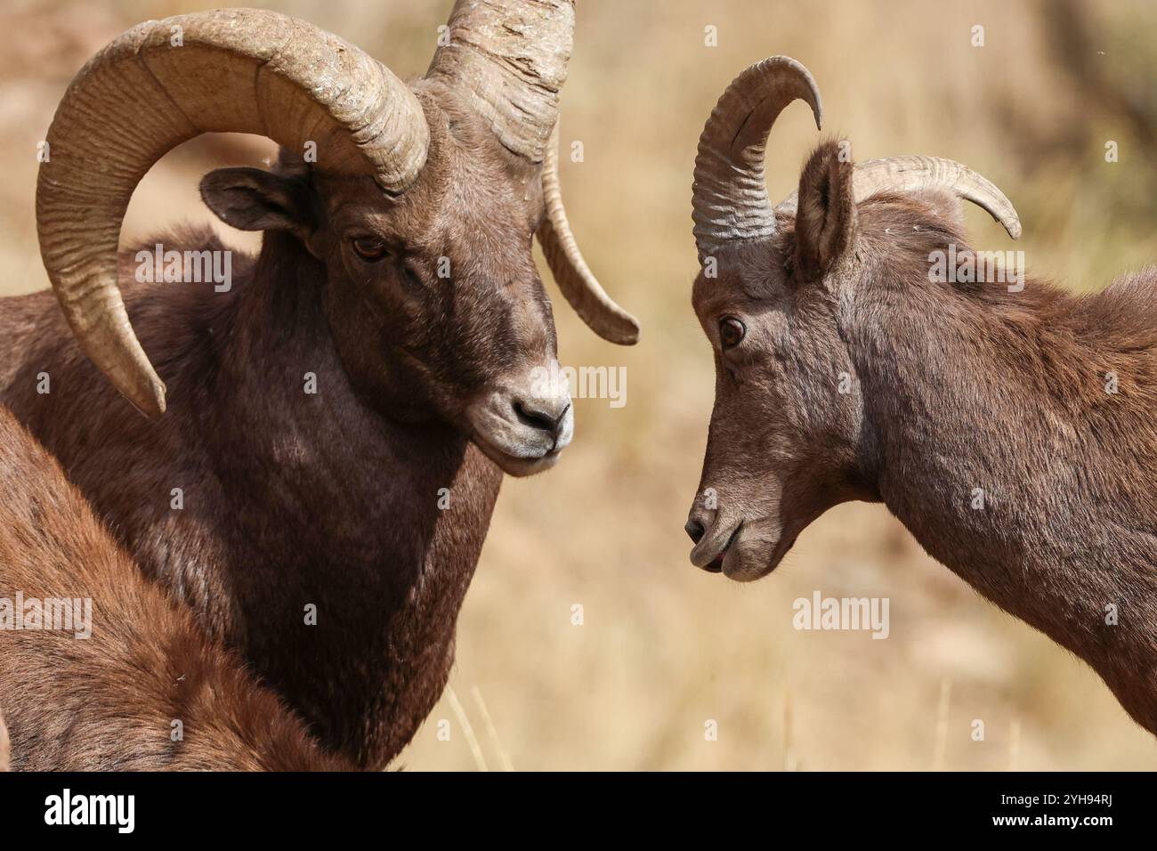 Bighorn sheep during rut hi-res stock photography and images - Alamy