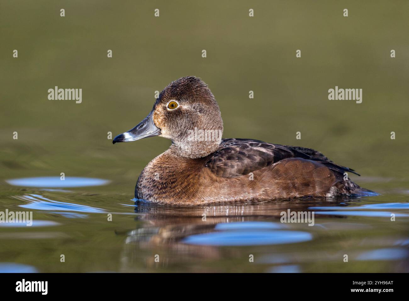 ring-necked-duck-female-hi-res-stock-photography-and-images-alamy